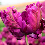 Tulip - Negrita Parrot