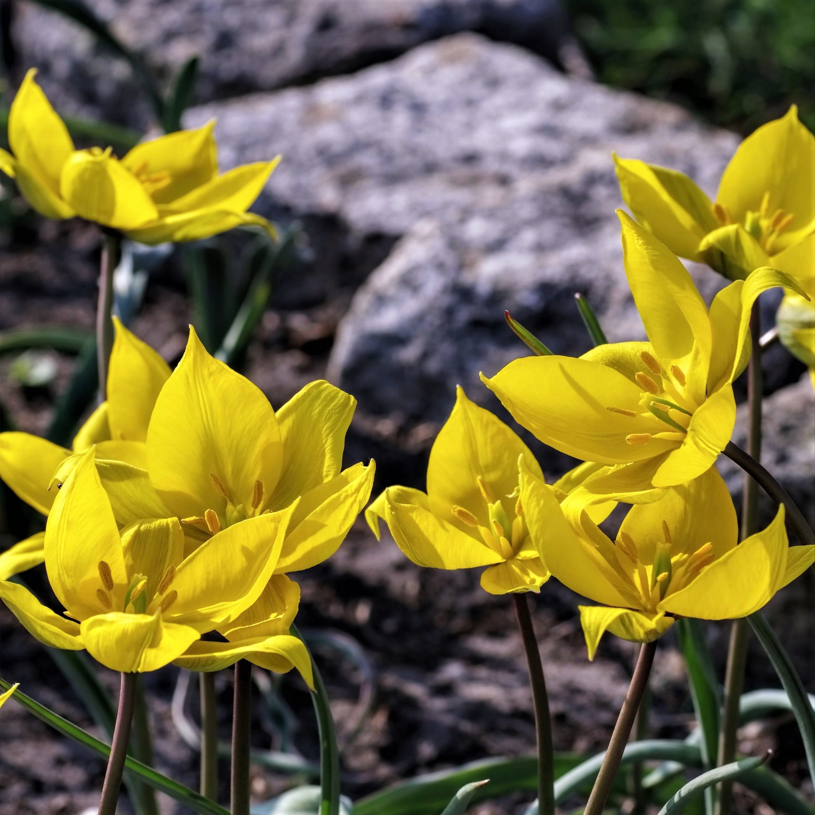 Tulip - Sylvestris