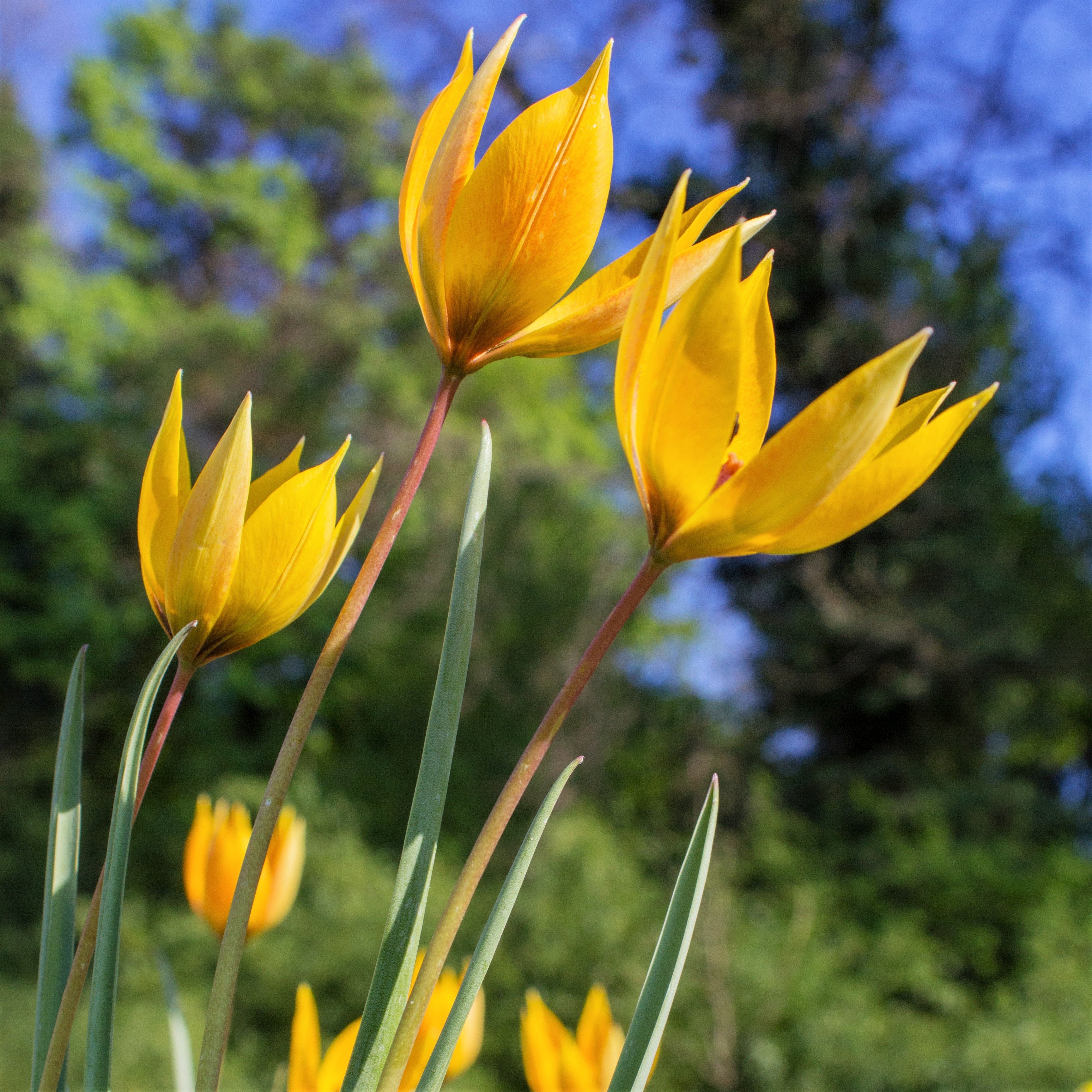 Tulip - Sylvestris