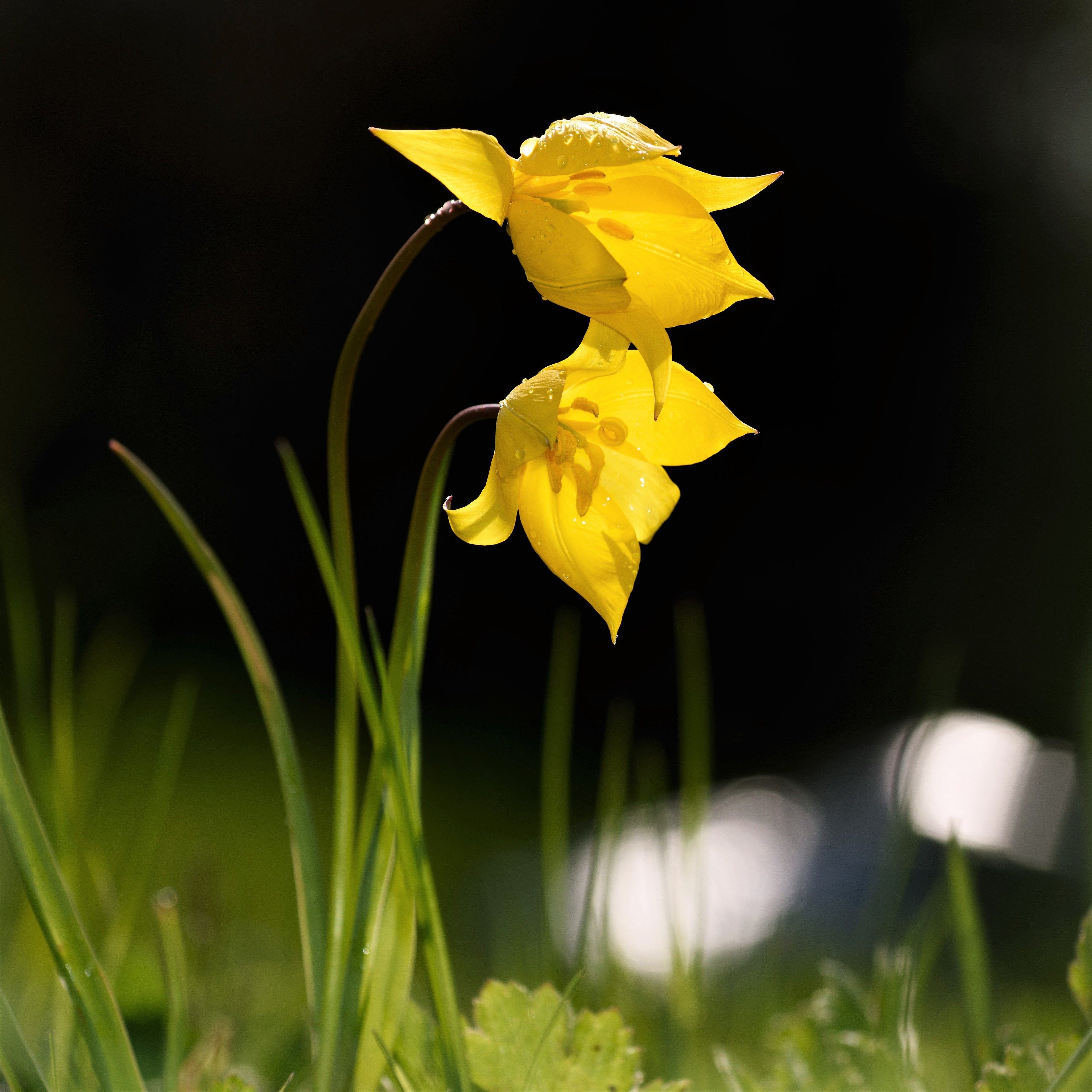 Tulip - Sylvestris