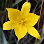 Tulip - Sylvestris