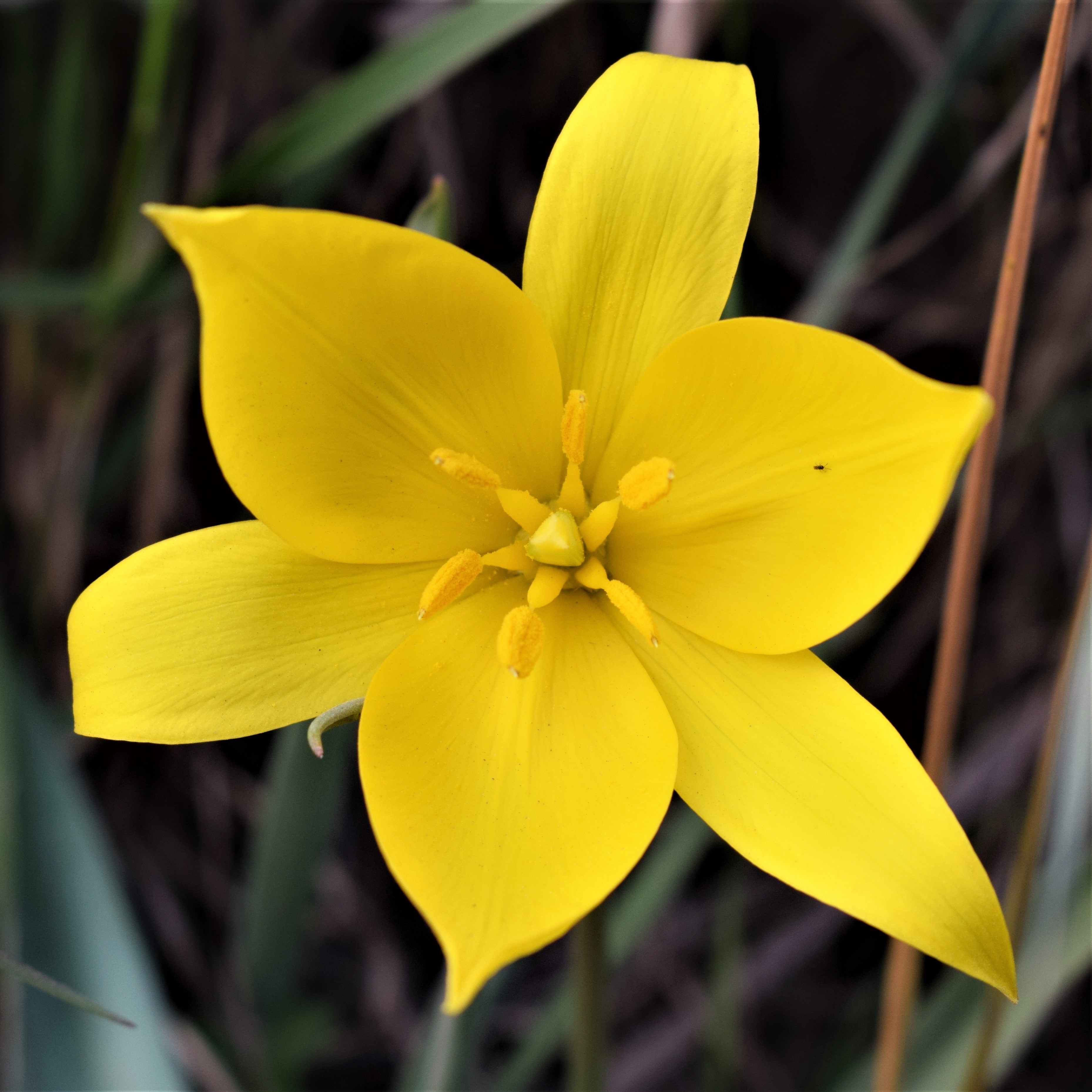 Tulip - Sylvestris