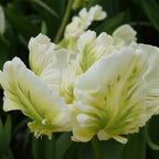 Tulip - White Parrot