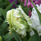 Tulip - White Parrot