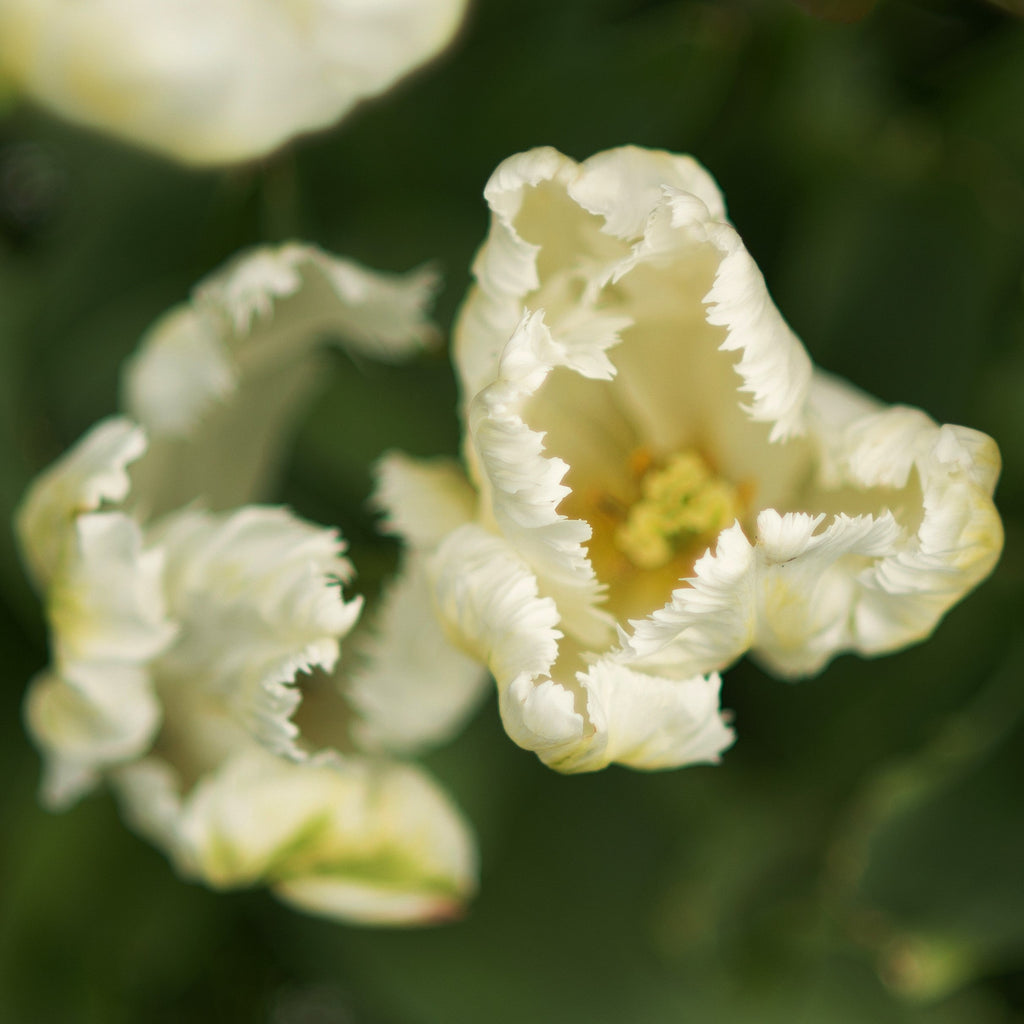 Tulip - White Parrot