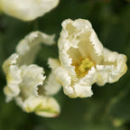 Tulip - White Parrot