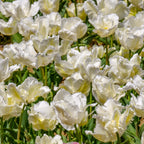 Tulip - White Parrot