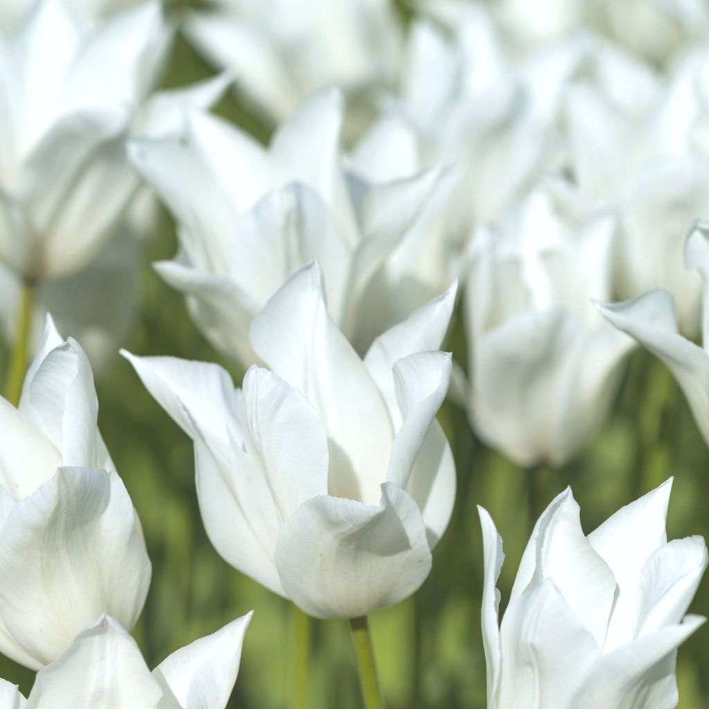 Tulip - Tuxedo Party Collection