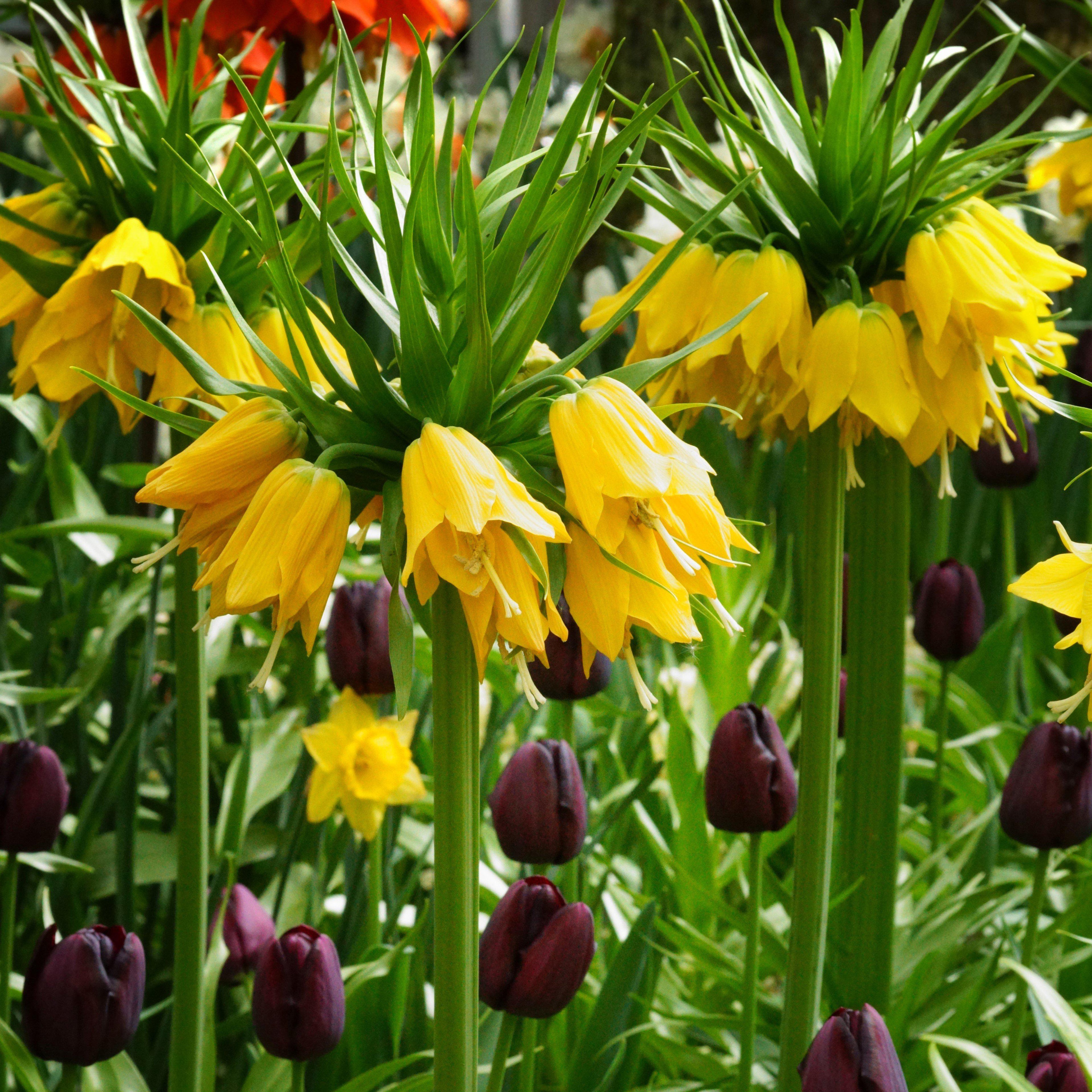 Fritillaria - Crown Imperial Yellow