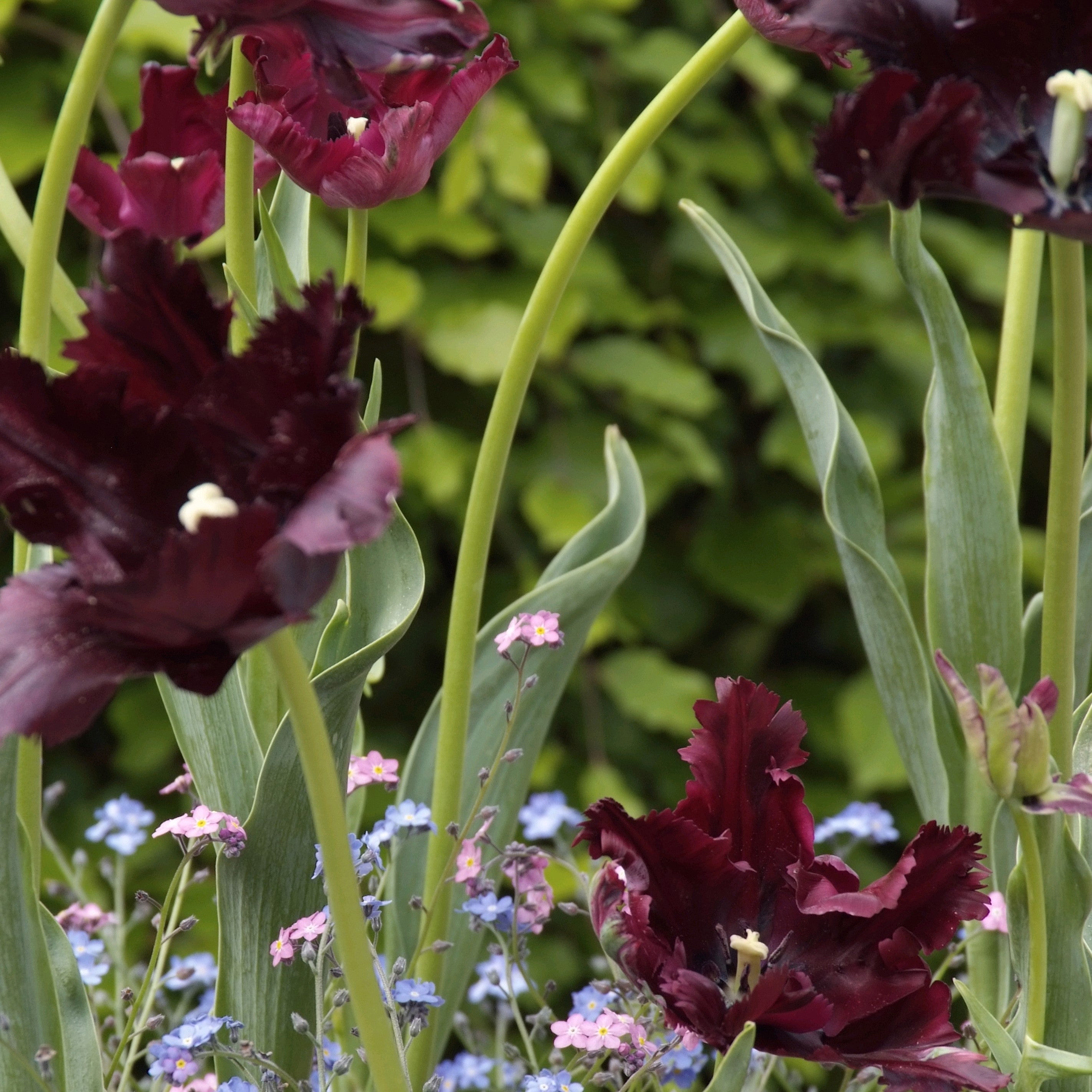 Tulip - Black Parrot