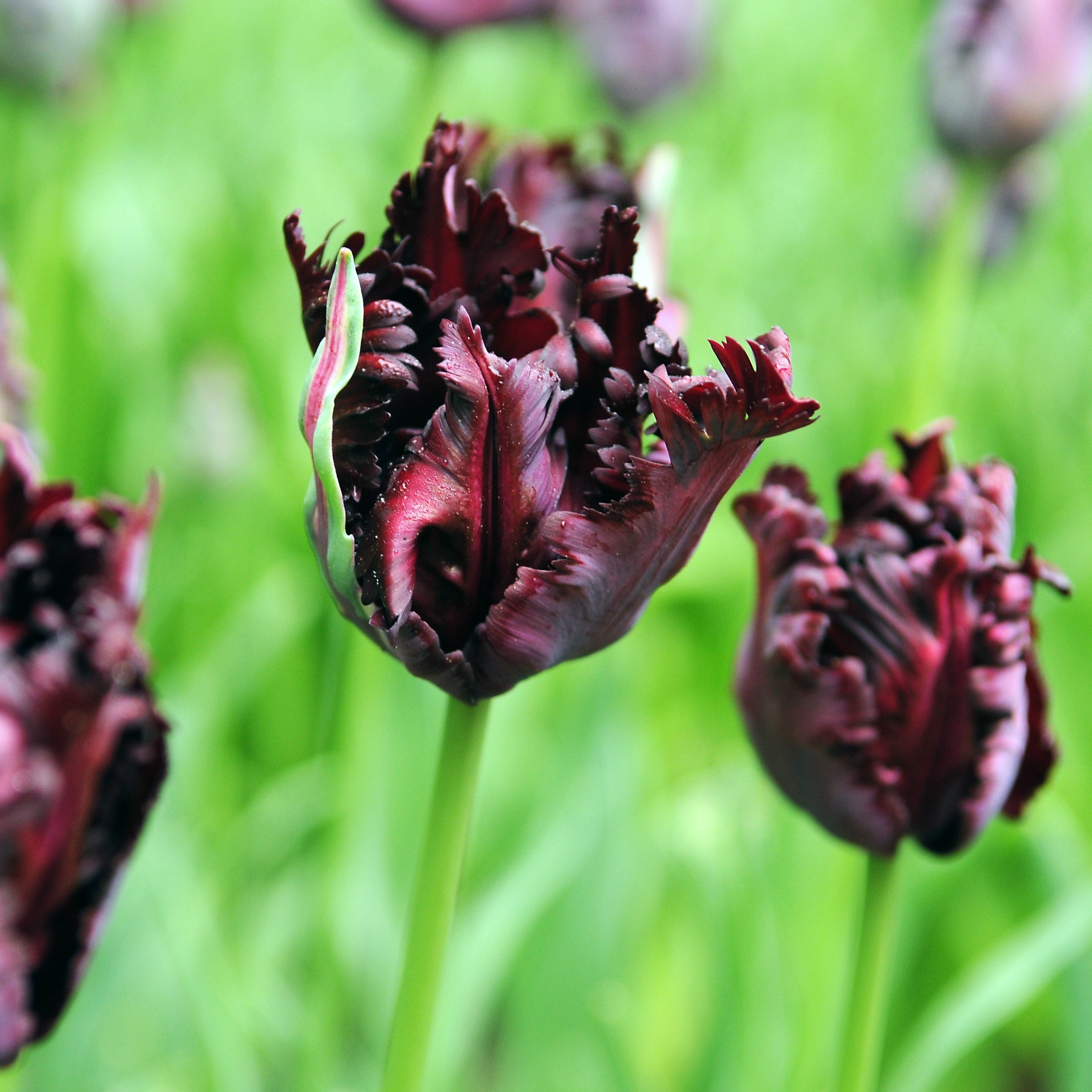 Tulip - Black Parrot