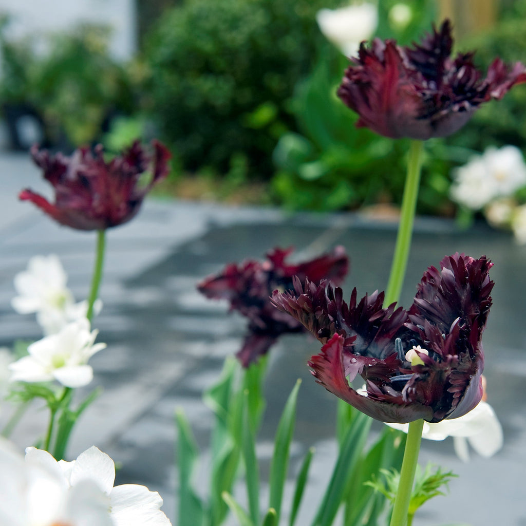 Tulip - Black Parrot