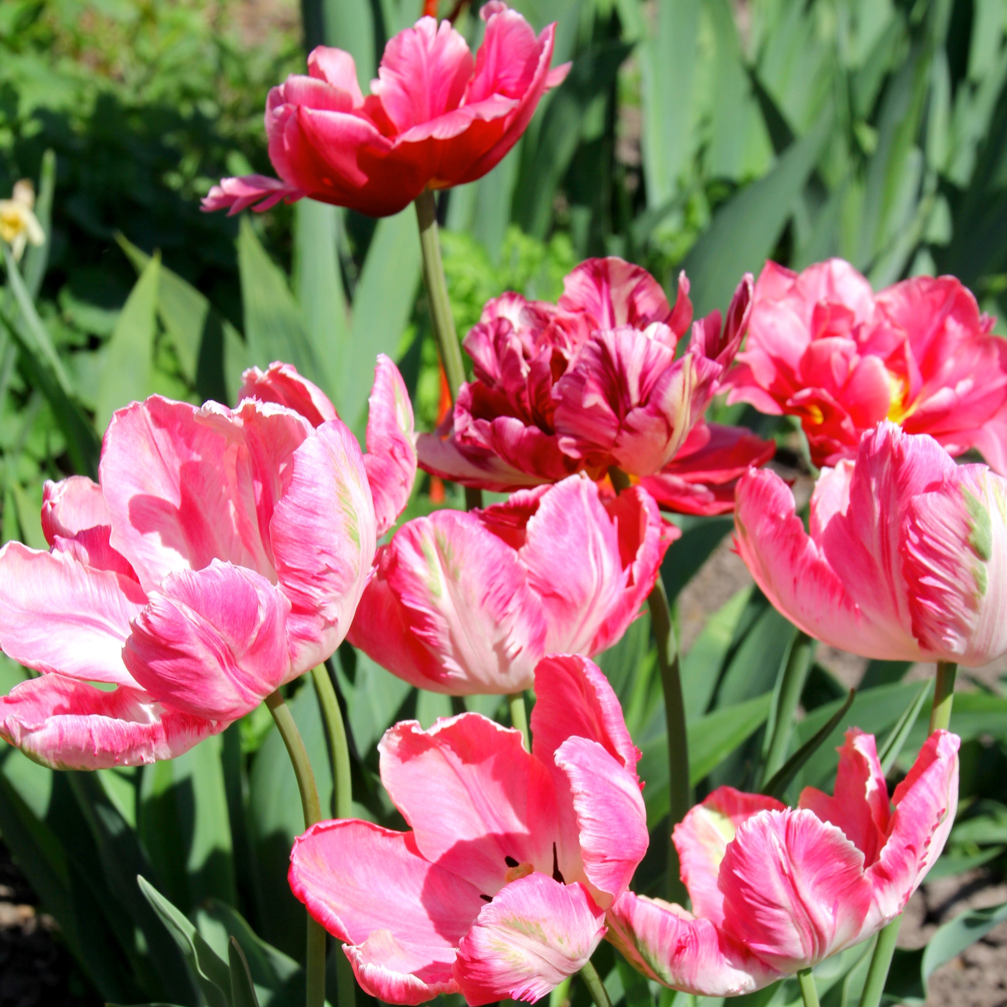 Tulip - Fantasy Parrot