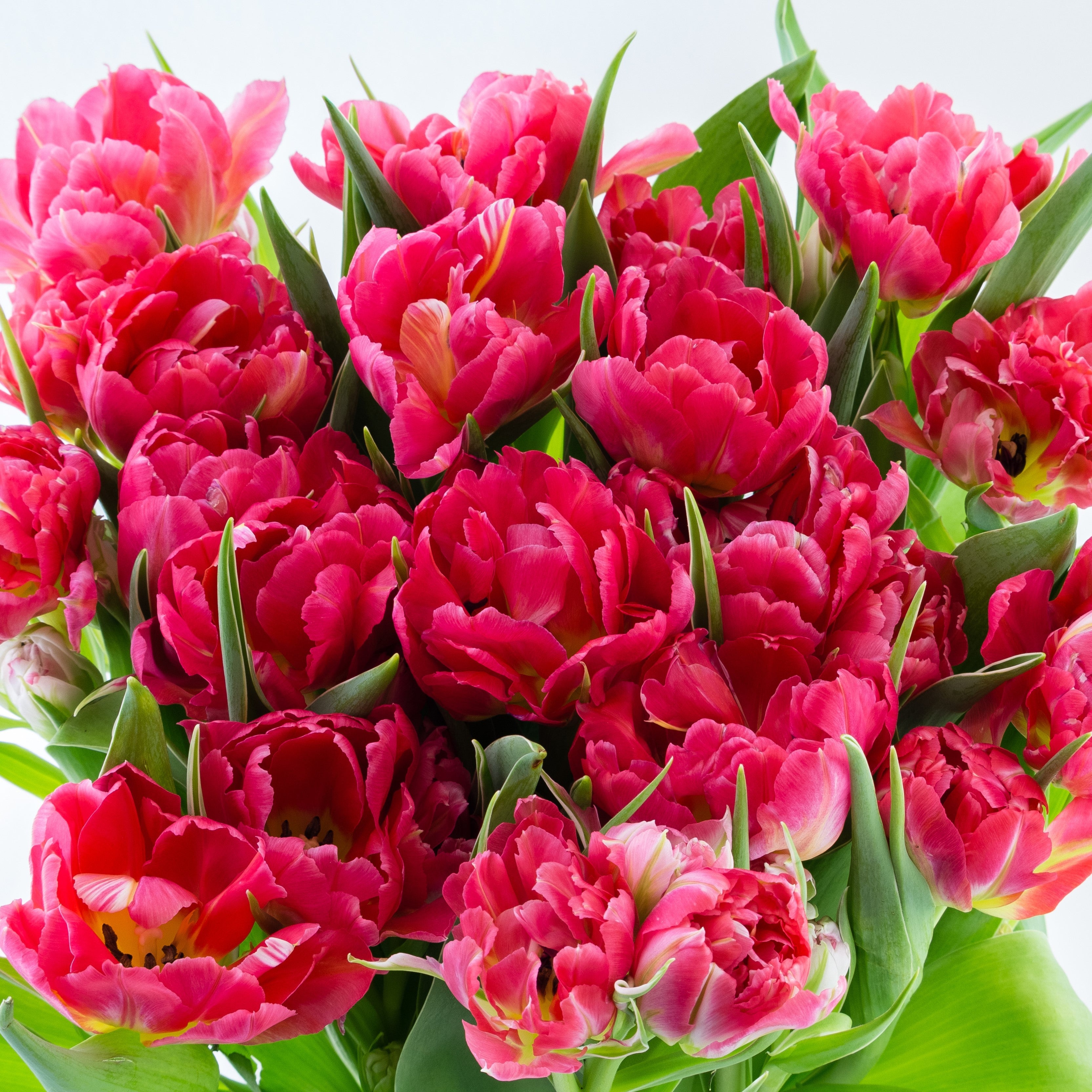Tulip - Fantasy Parrot