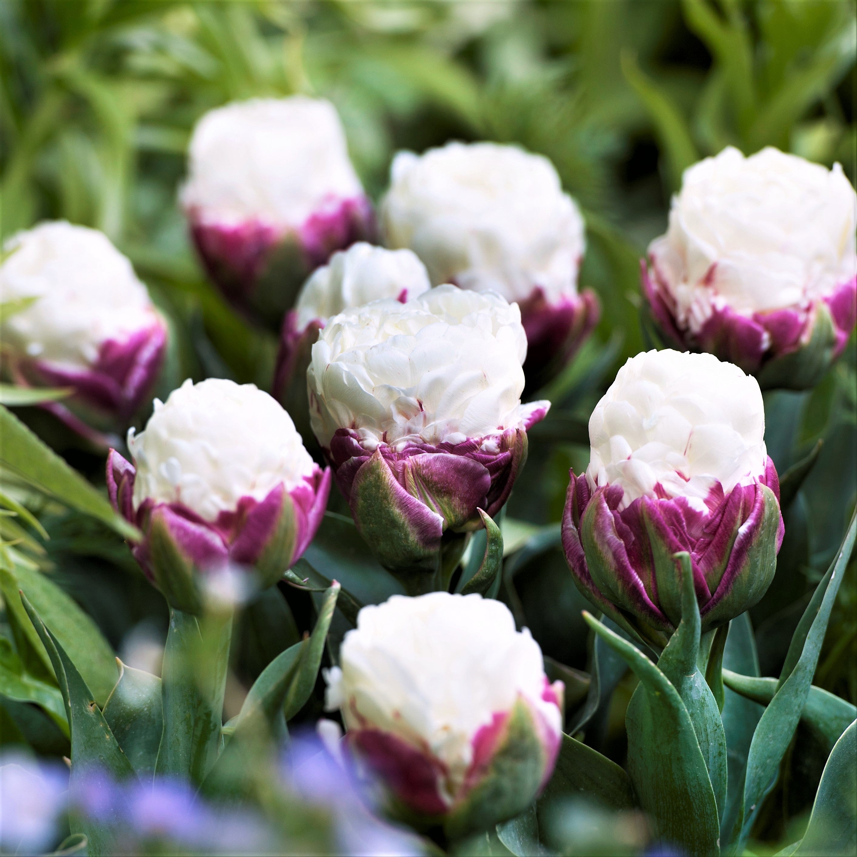 Tulip - Ice Cream