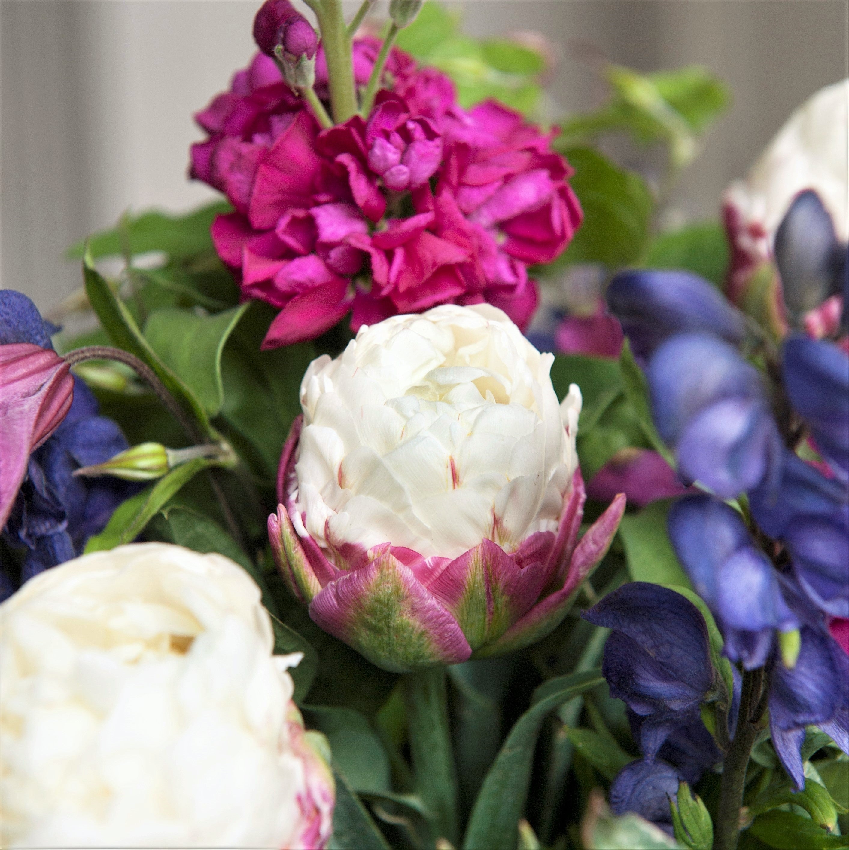 Tulip - Ice Cream