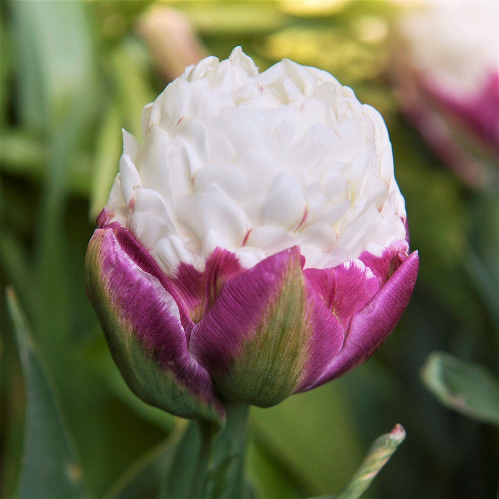 Tulip - Ice Cream