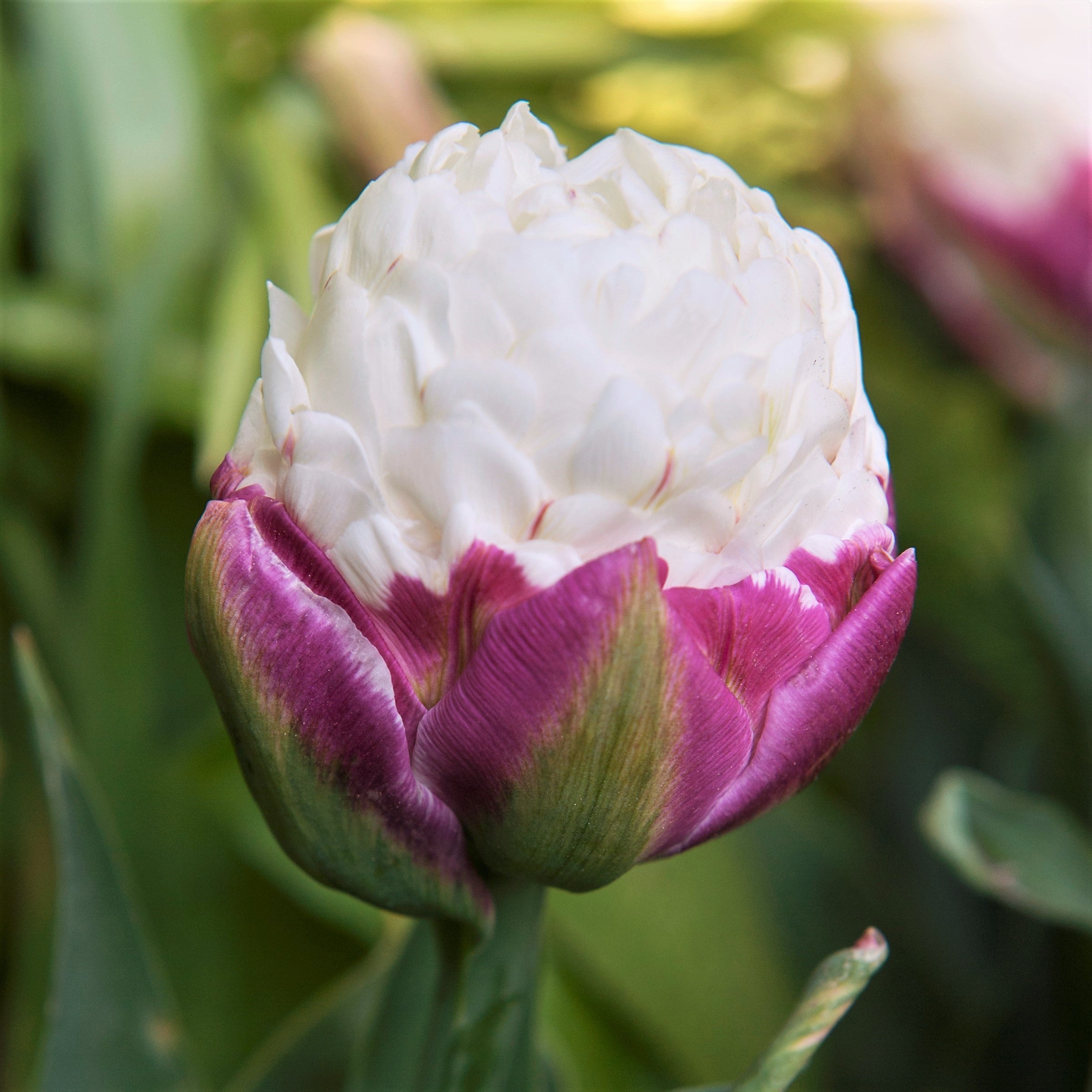 Tulip - Ice Cream