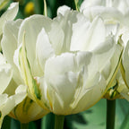 Tulip - Mount Tacoma