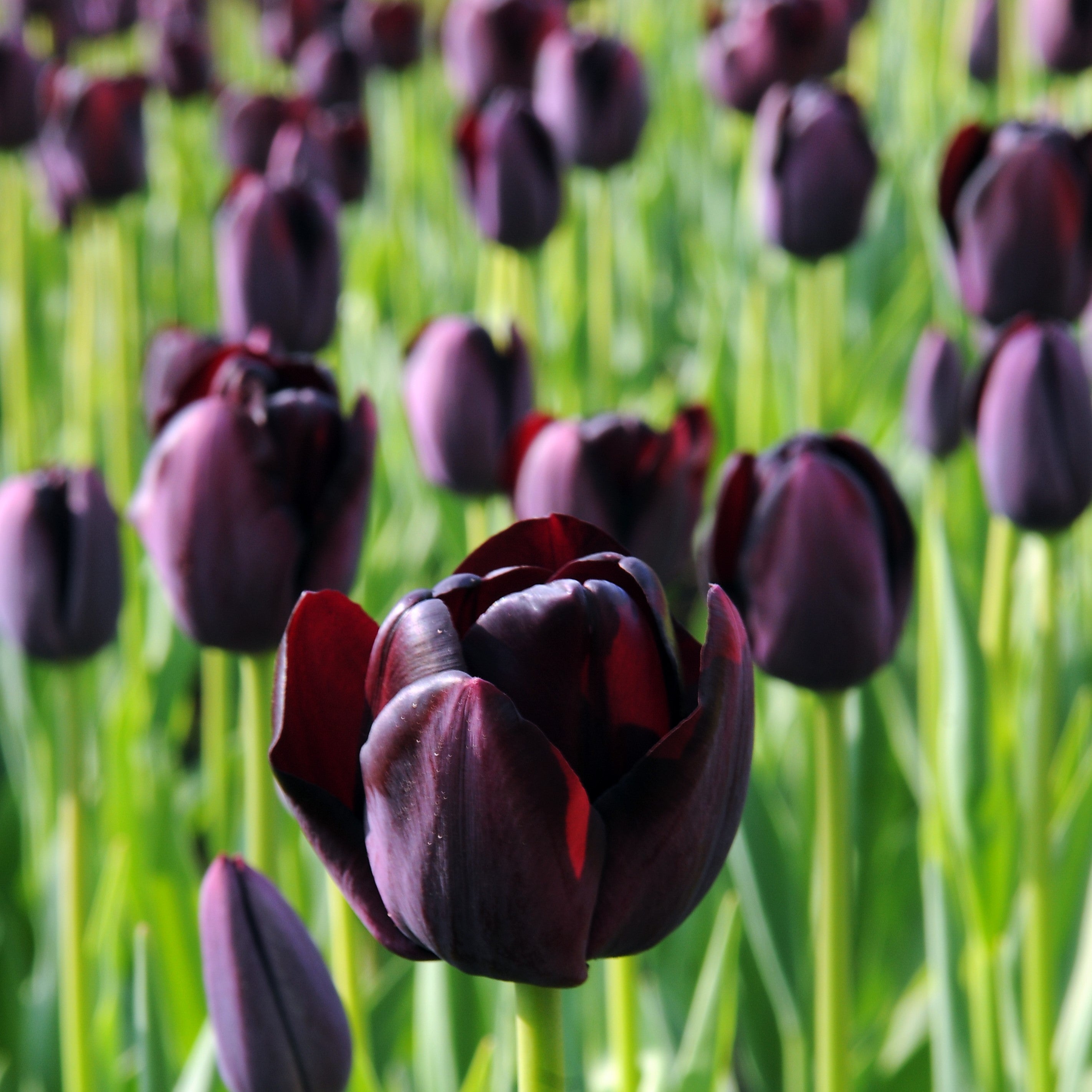 Tulip - Tuxedo Party Collection