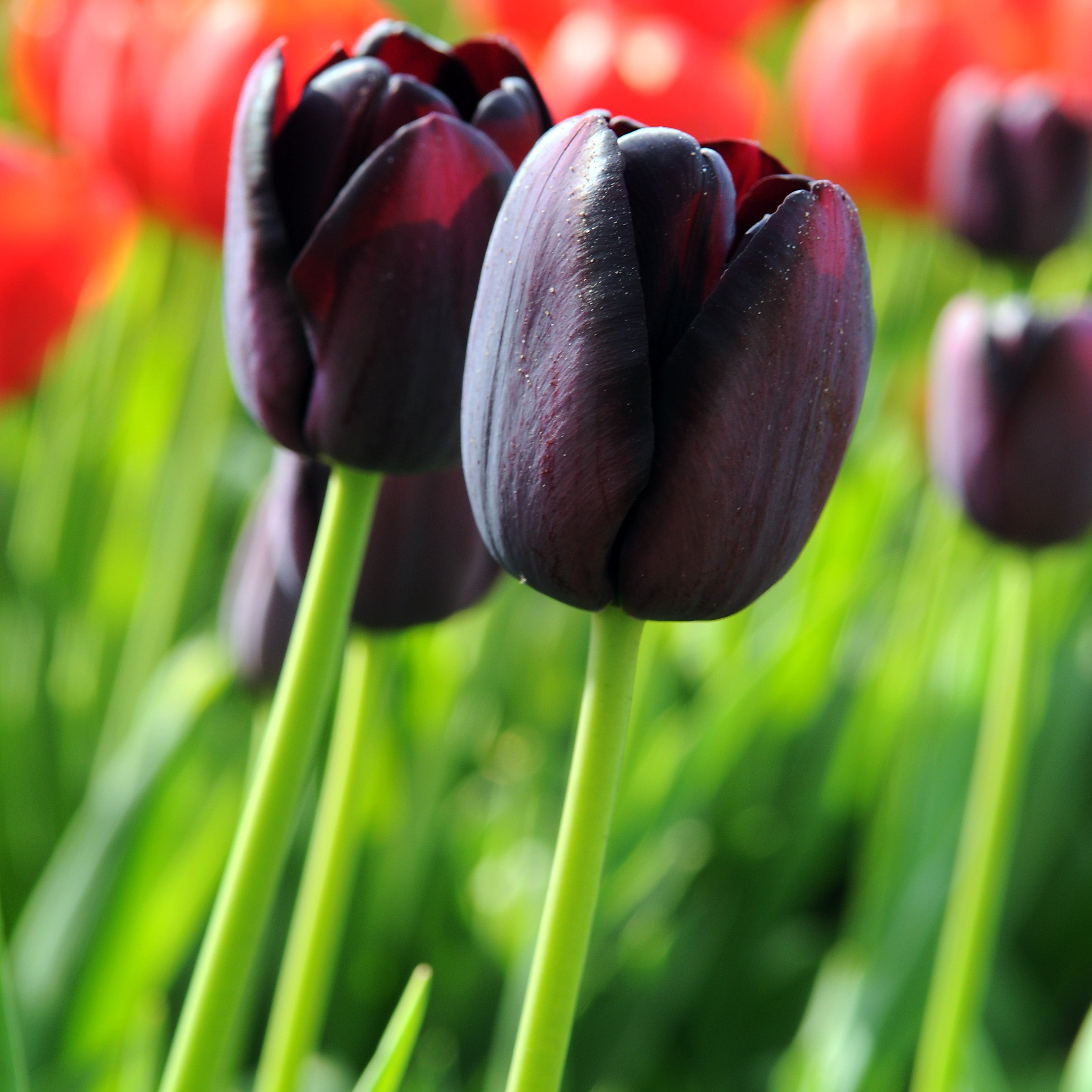 Tulip - Queen of Night
