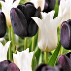 Tulip - Tuxedo Party Collection