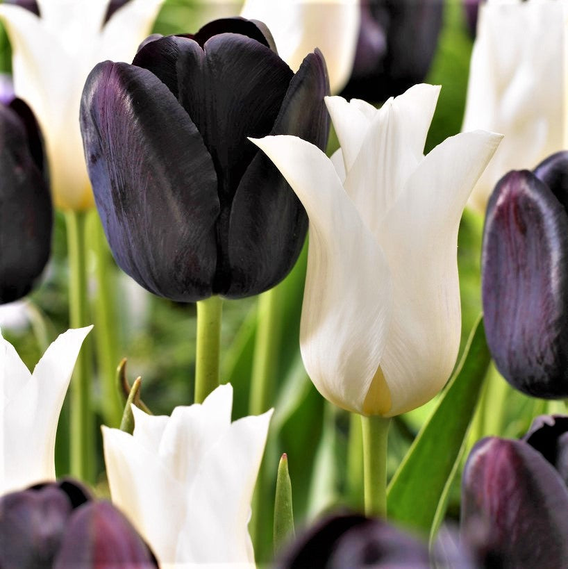 Tulip - Tuxedo Party Collection