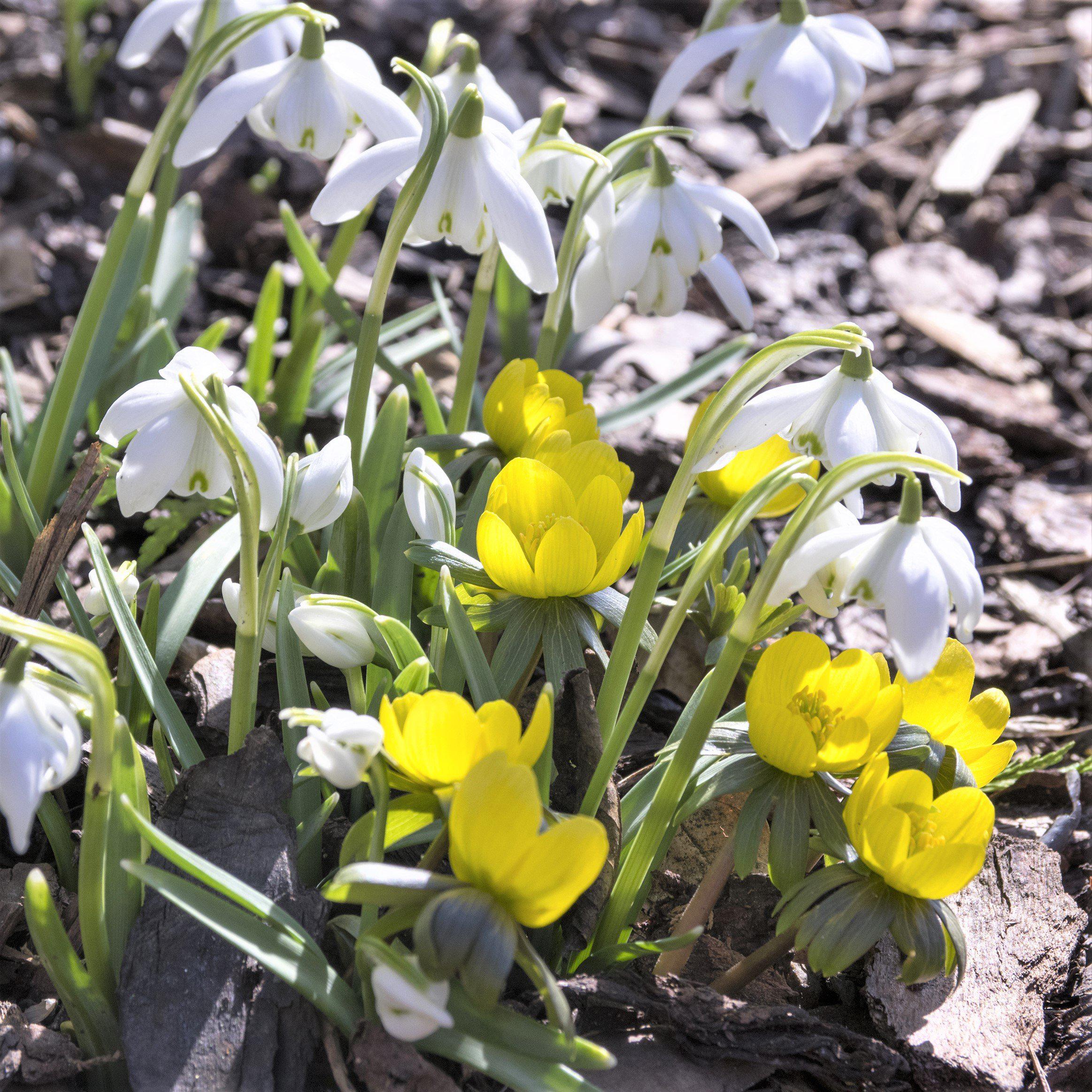 Eranthis & Galanthus - Winter's End Blend