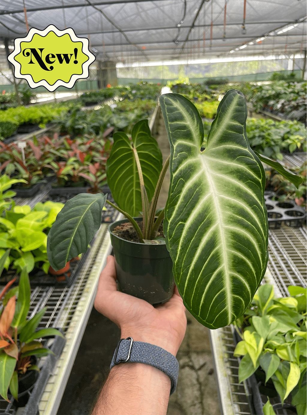 A person holding a xanthosoma lindenii live plant from shop Pothos