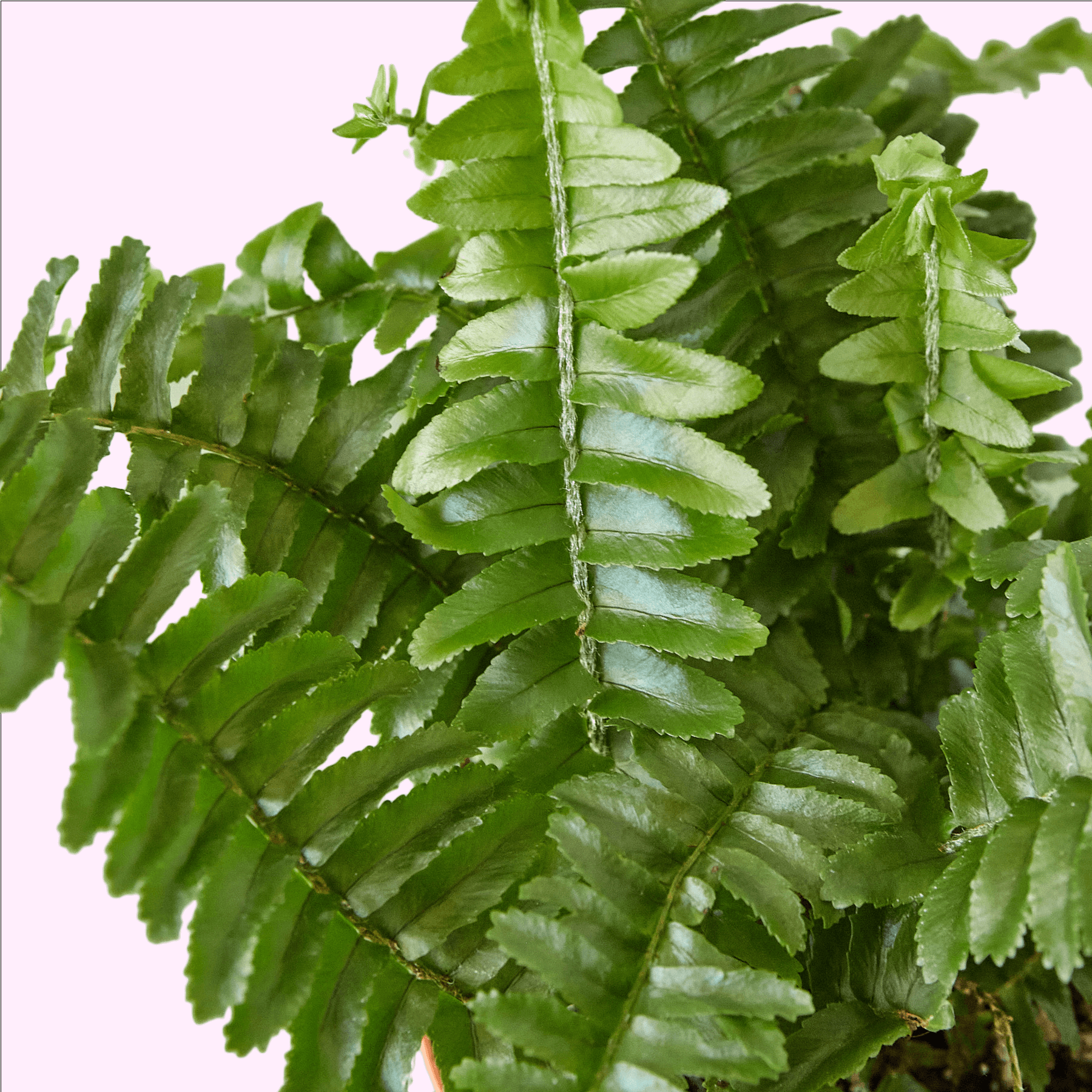 Jester's Crown Fern | Modern house plants that clean the air