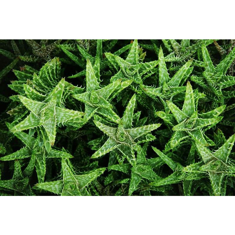 Tiger Tooth Aloe Vera | Modern house plants that clean the air
