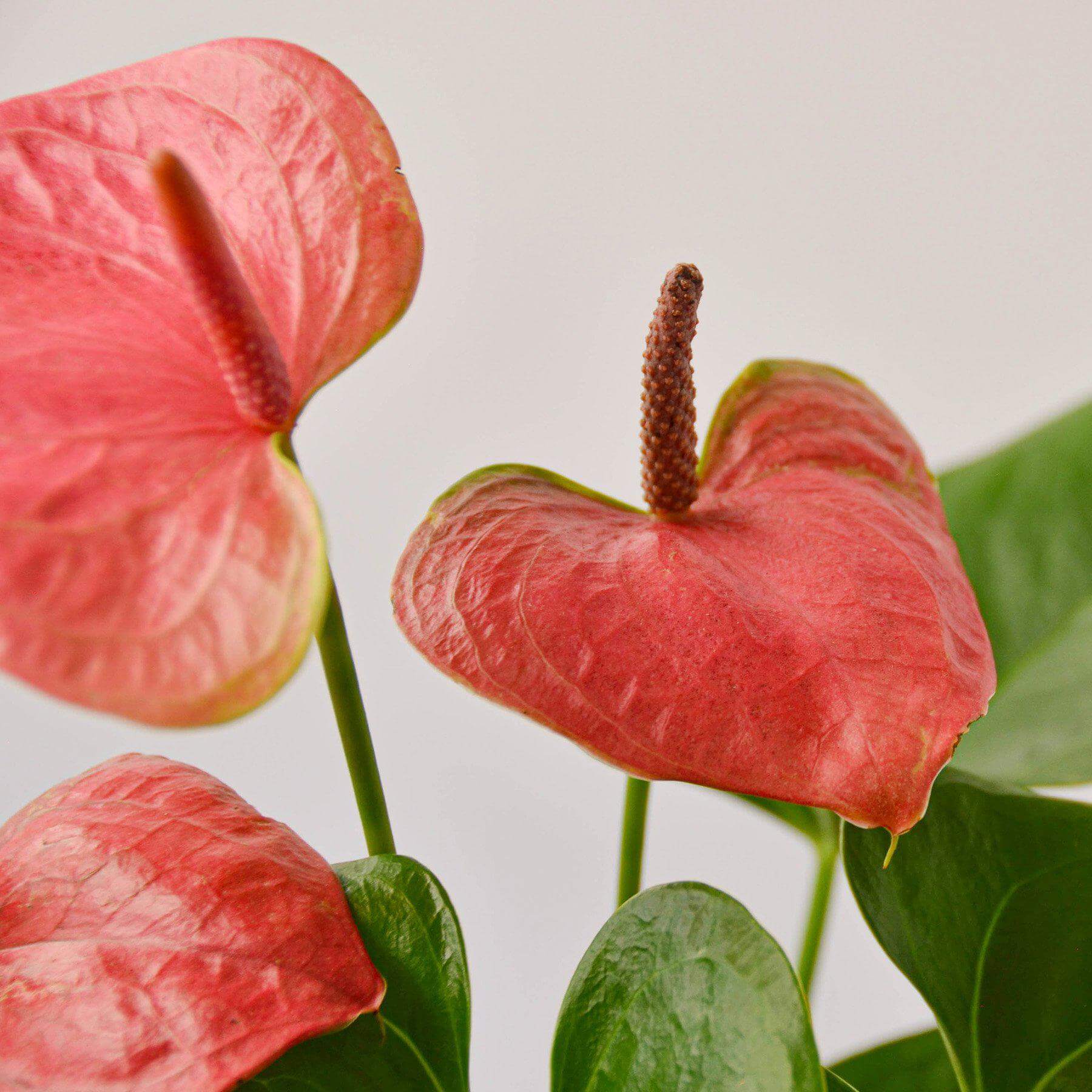 Anthurium Pink | Modern house plants that clean the air