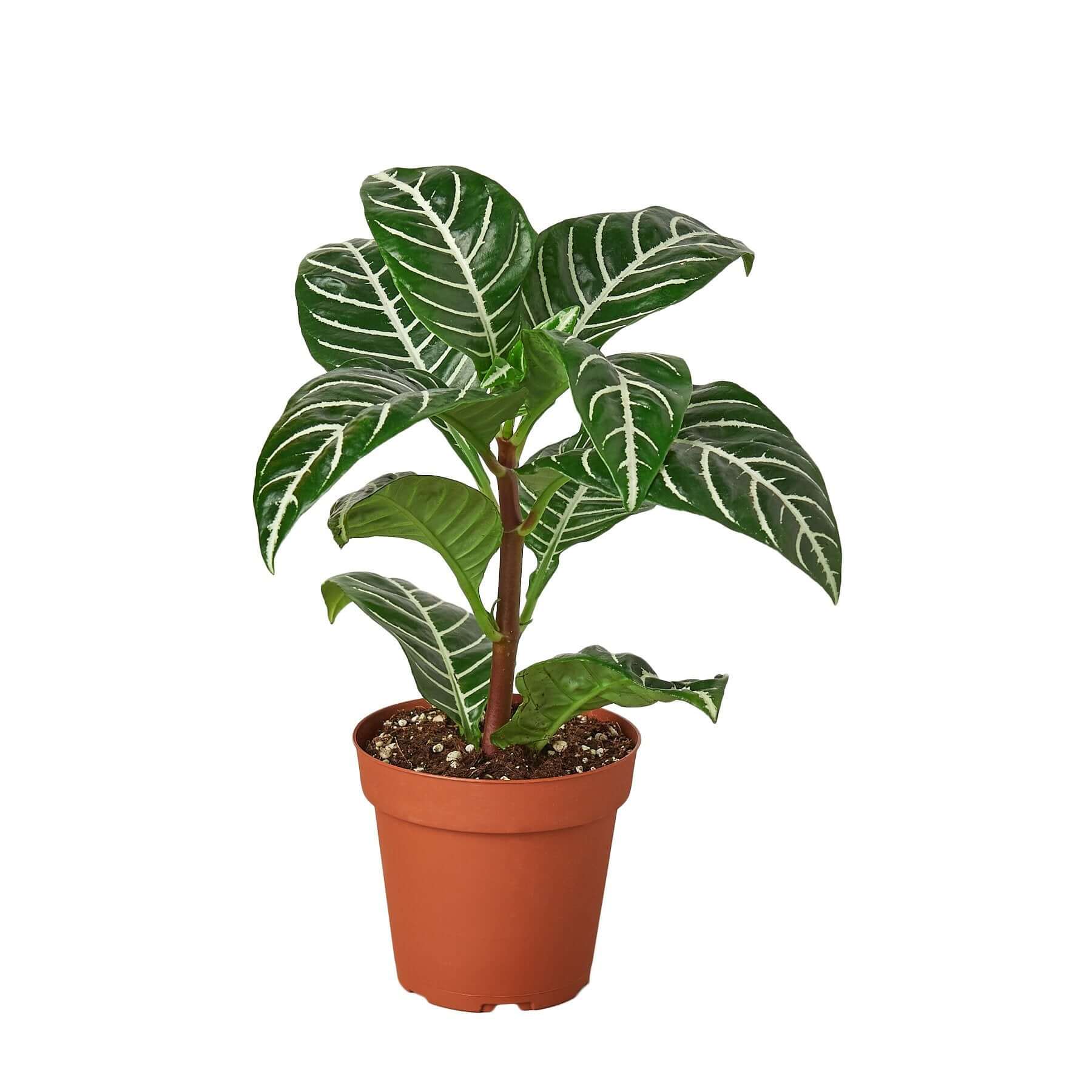 Aphelandra - Zebra Plant | Modern house plants that clean the air