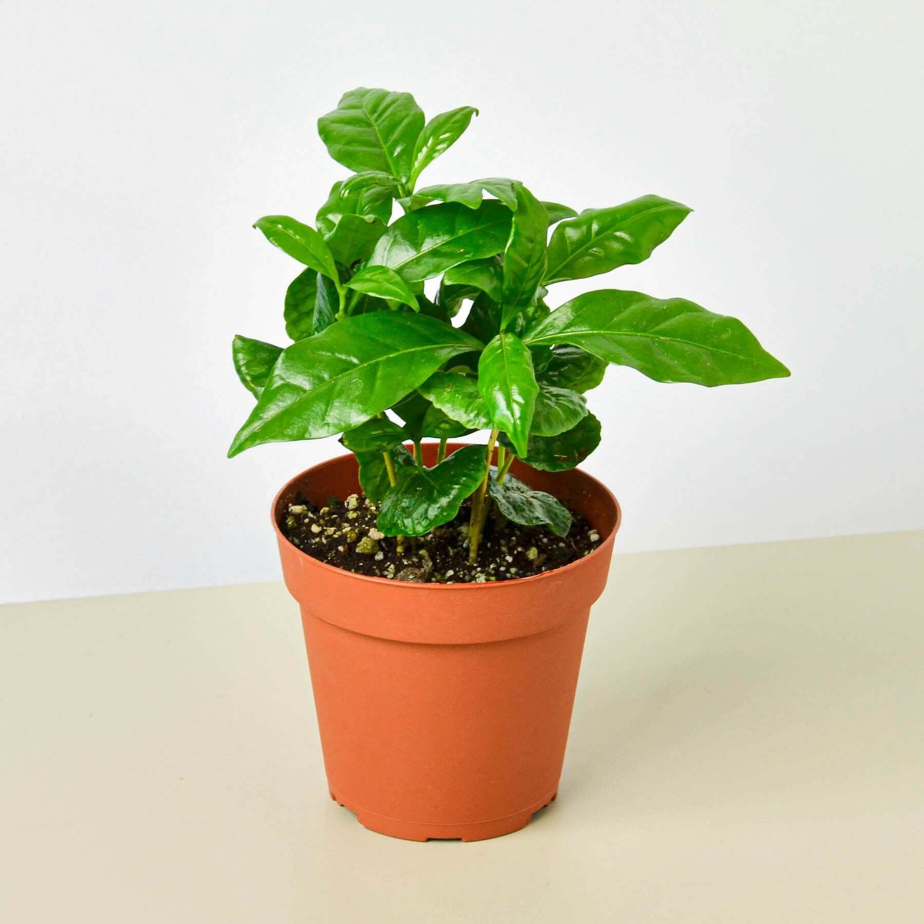 Arabica Coffee Plant | Modern house plants that clean the air
