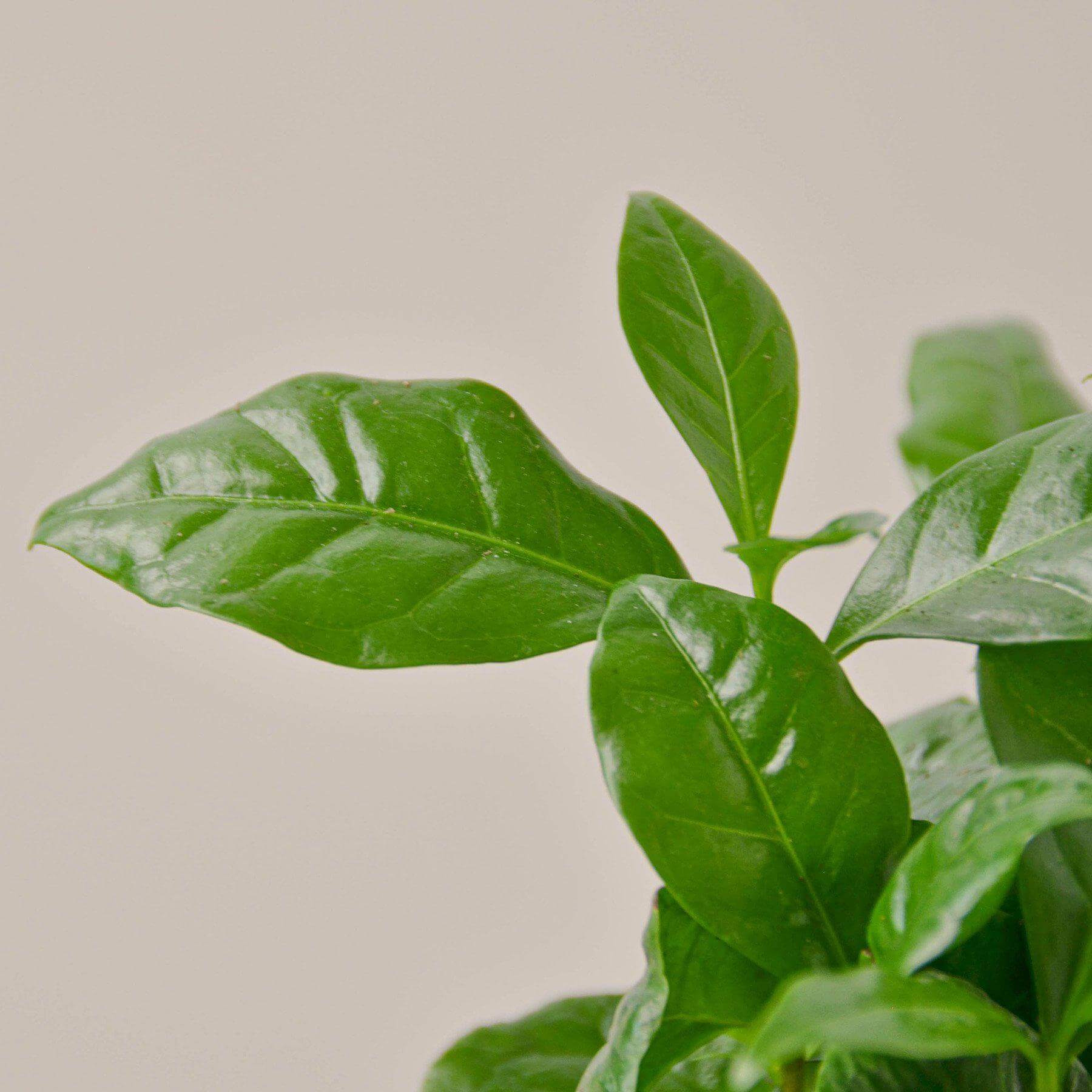 Arabica Coffee Plant | Modern house plants that clean the air
