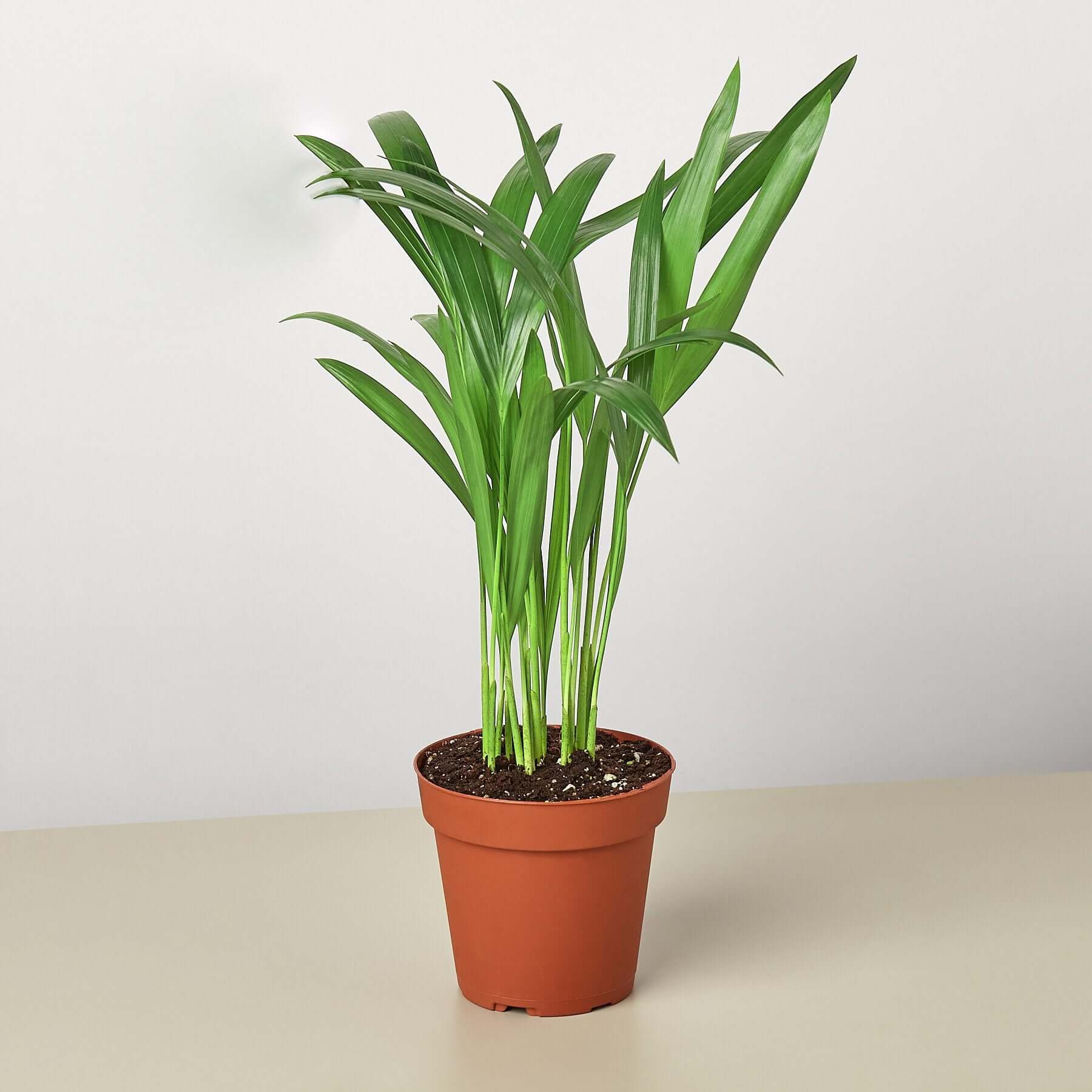 Areca Palm | Modern house plants that clean the air
