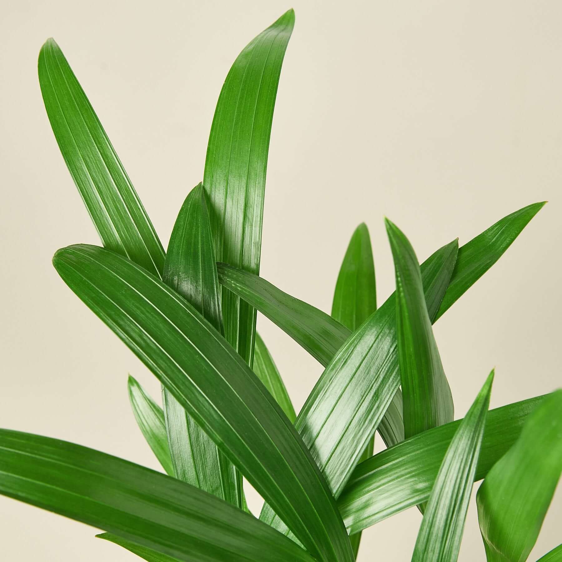 Areca Palm | Modern house plants that clean the air