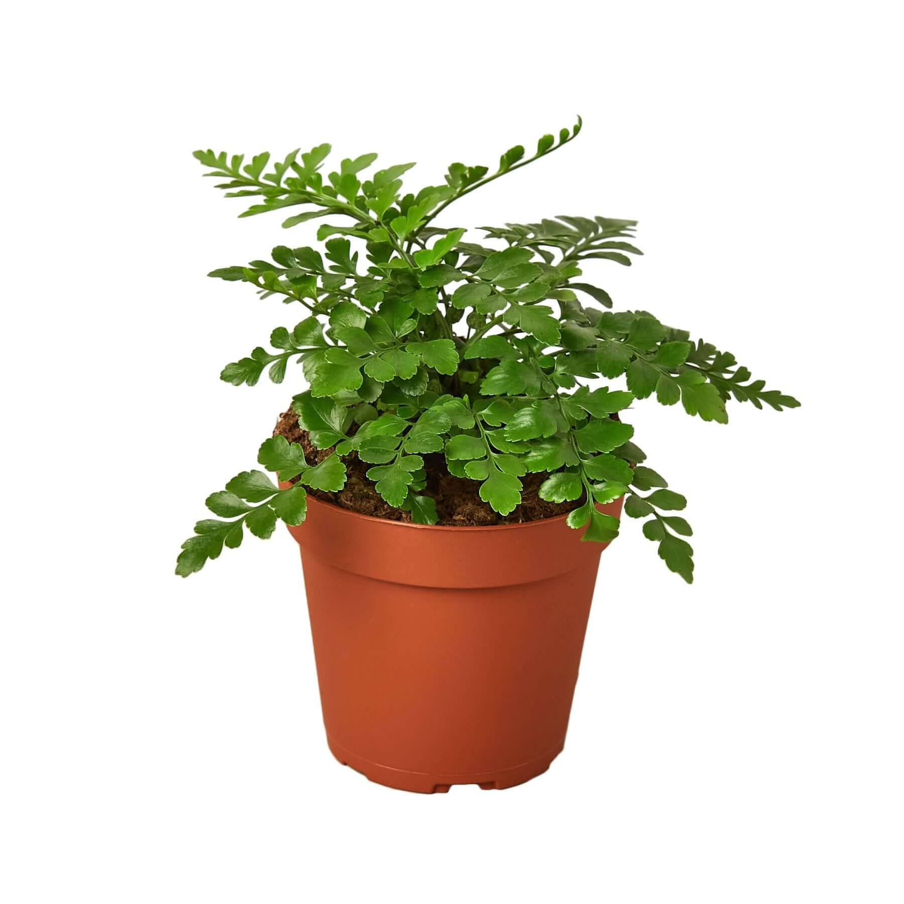 Austral Gem Fern | Modern house plants that clean the air