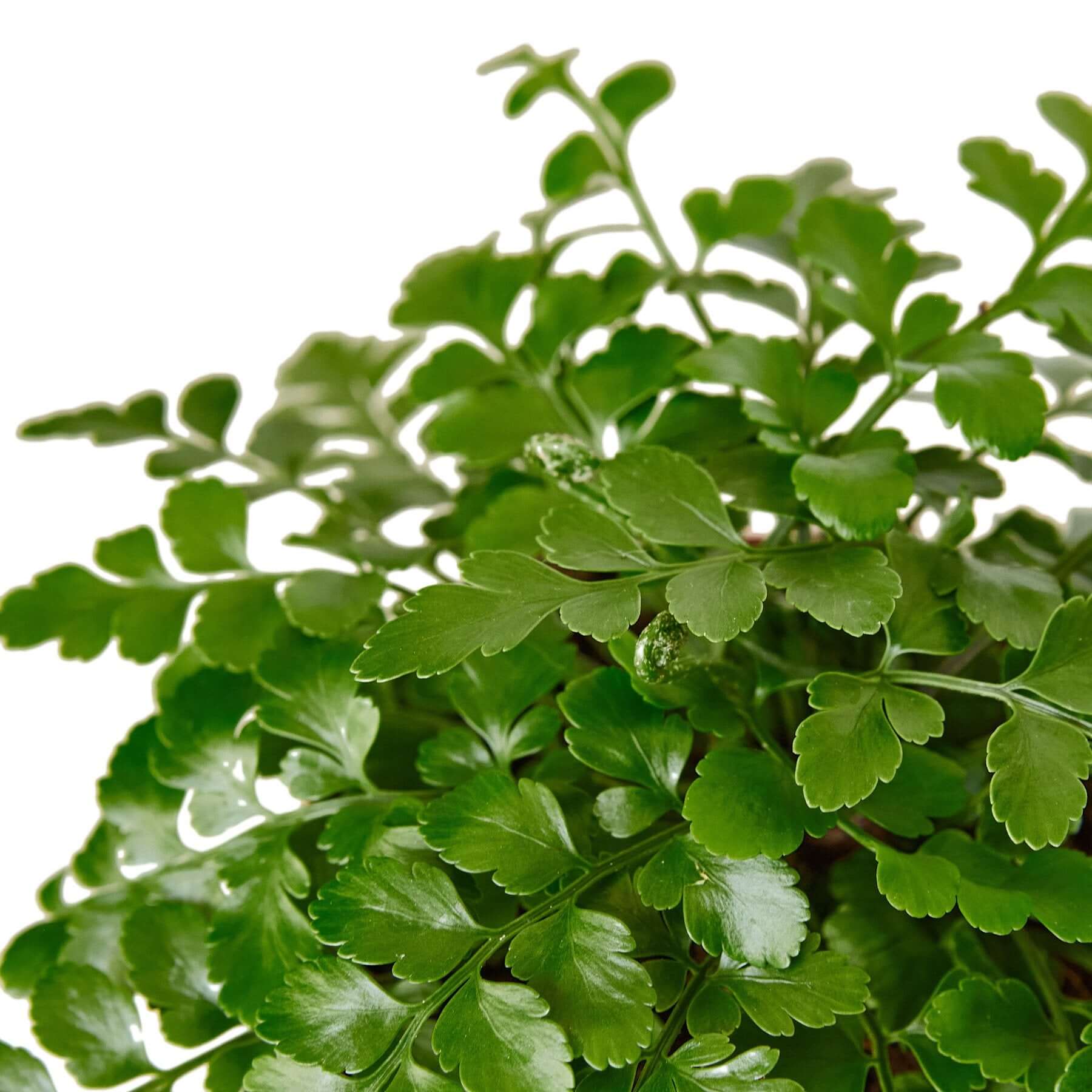 Austral Gem Fern | Modern house plants that clean the air