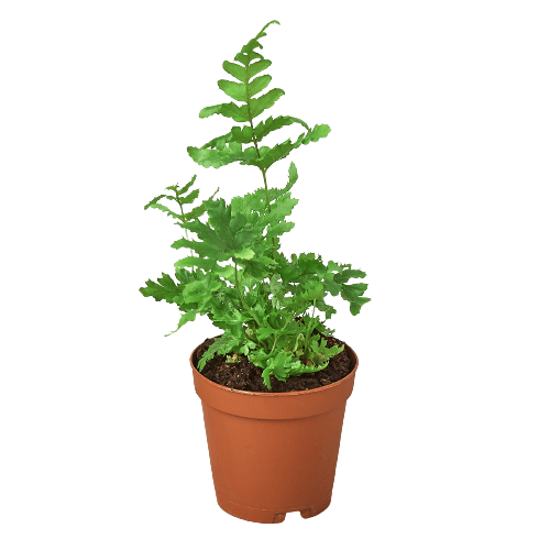 Autumn Fern | Modern house plants that clean the air