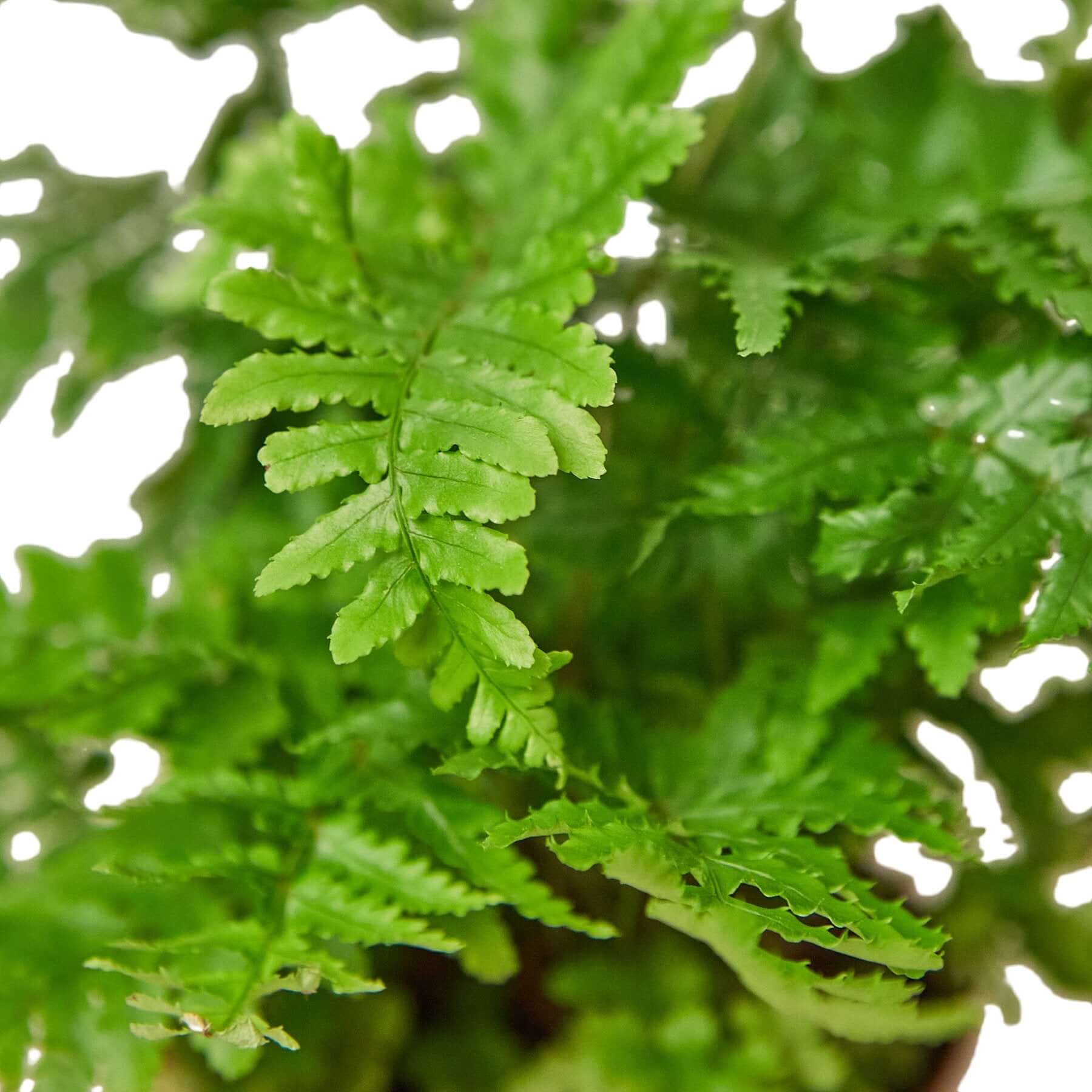 Autumn Fern | Modern house plants that clean the air