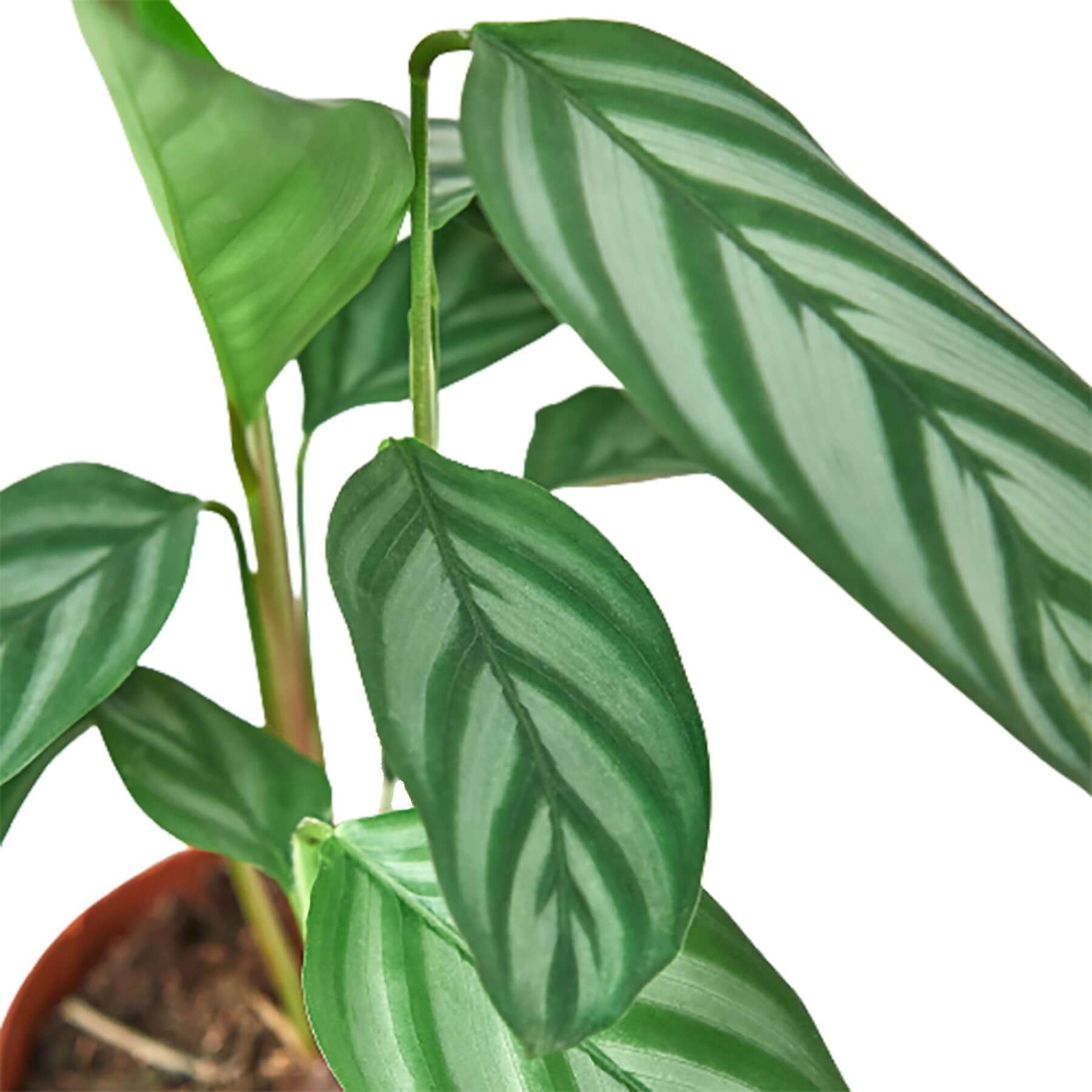 Calathea - Grey Star | Modern house plants that clean the air