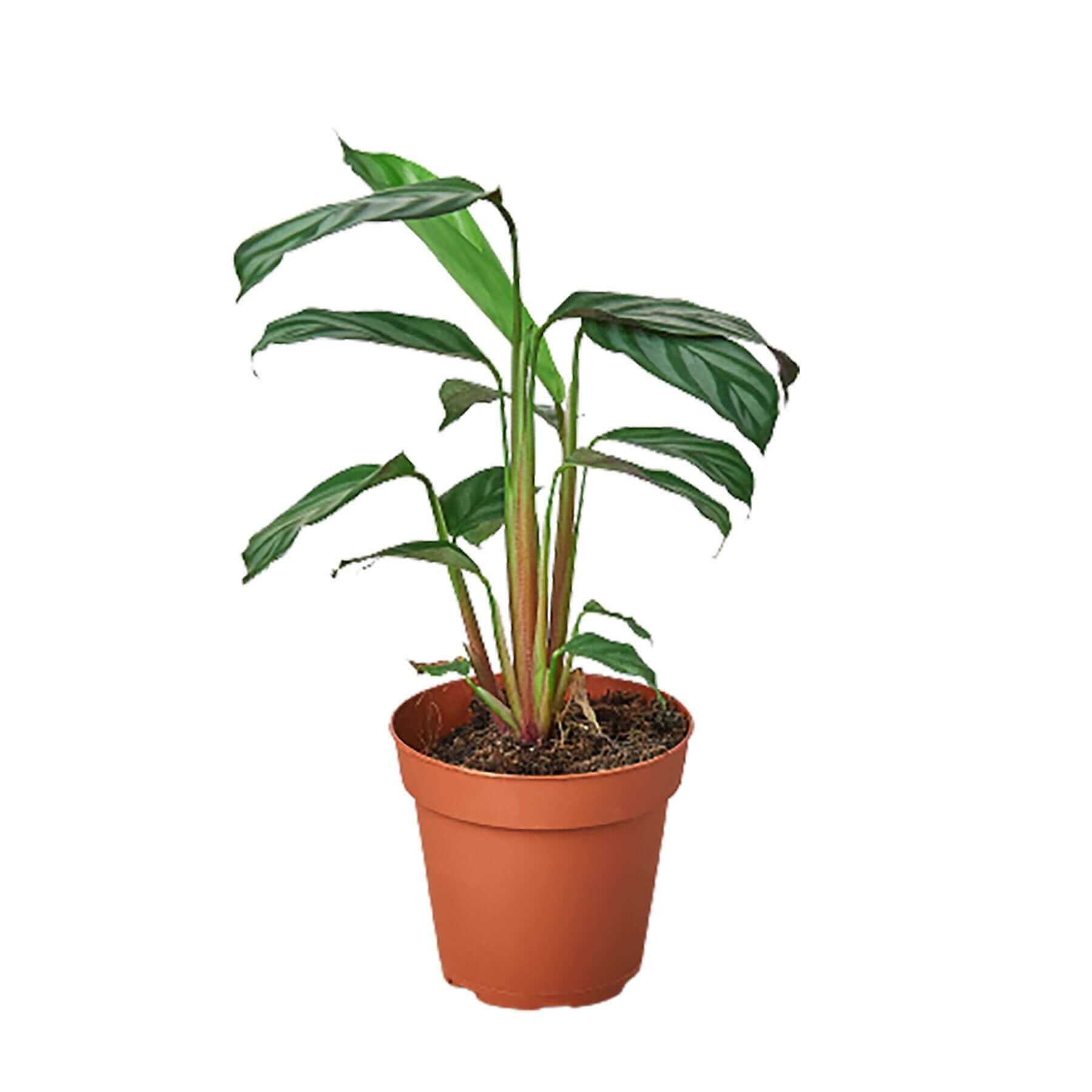 Calathea - Grey Star | Modern house plants that clean the air