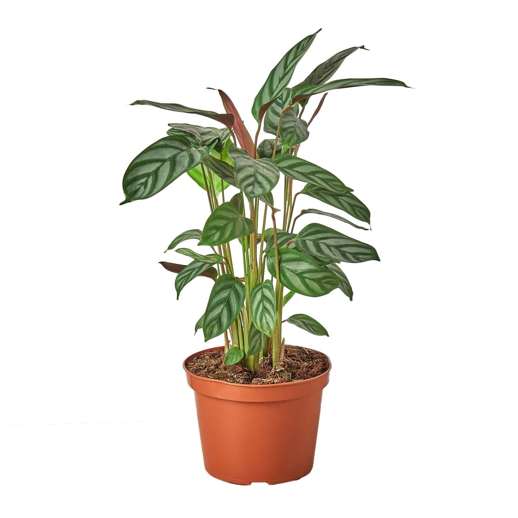 Calathea - Grey Star | Modern house plants that clean the air