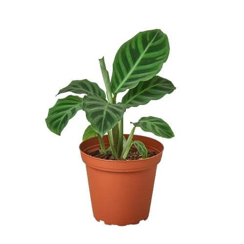 Calathea - Zebrina | Modern house plants that clean the air