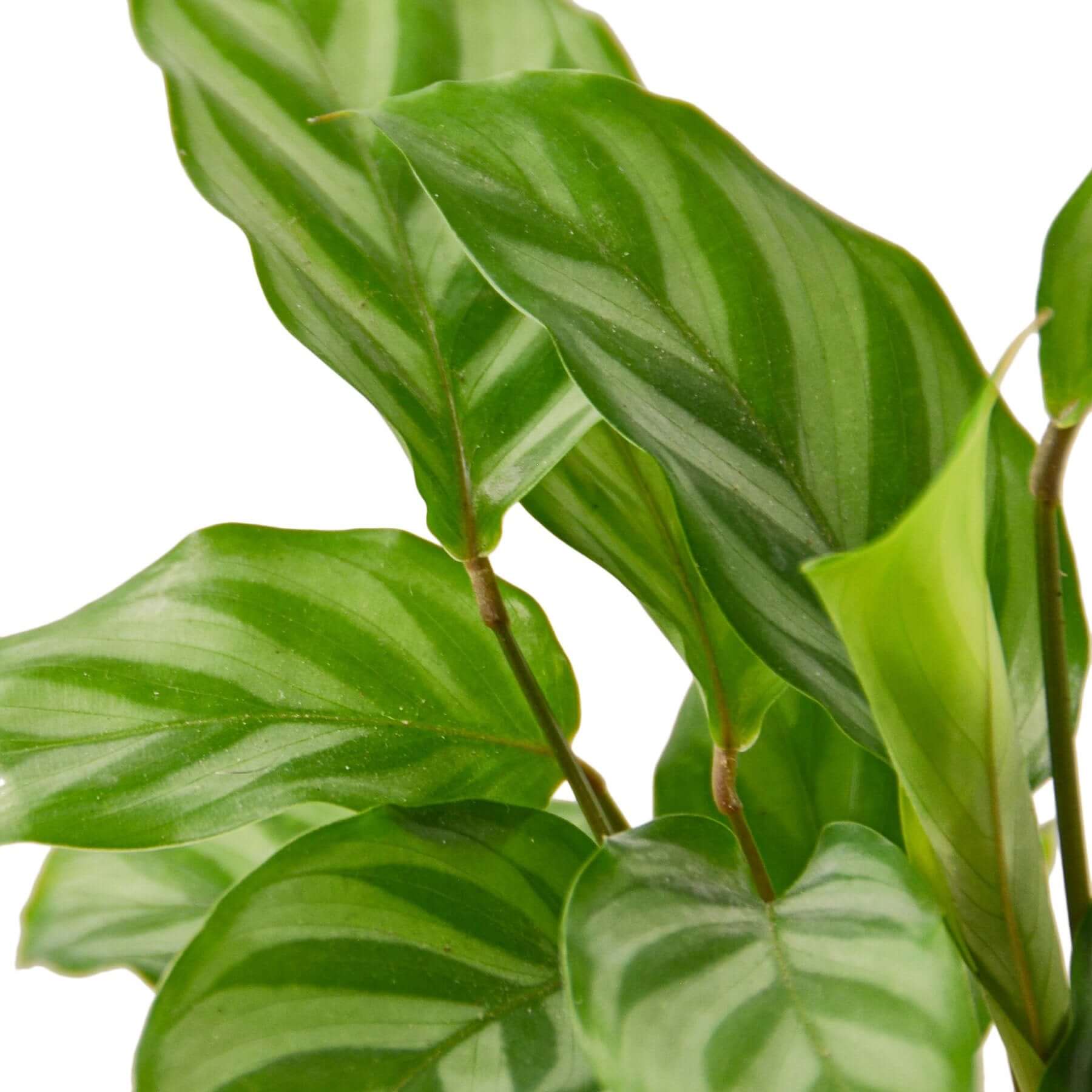 Calathea Concinna - Freddie | Modern house plants that clean the air