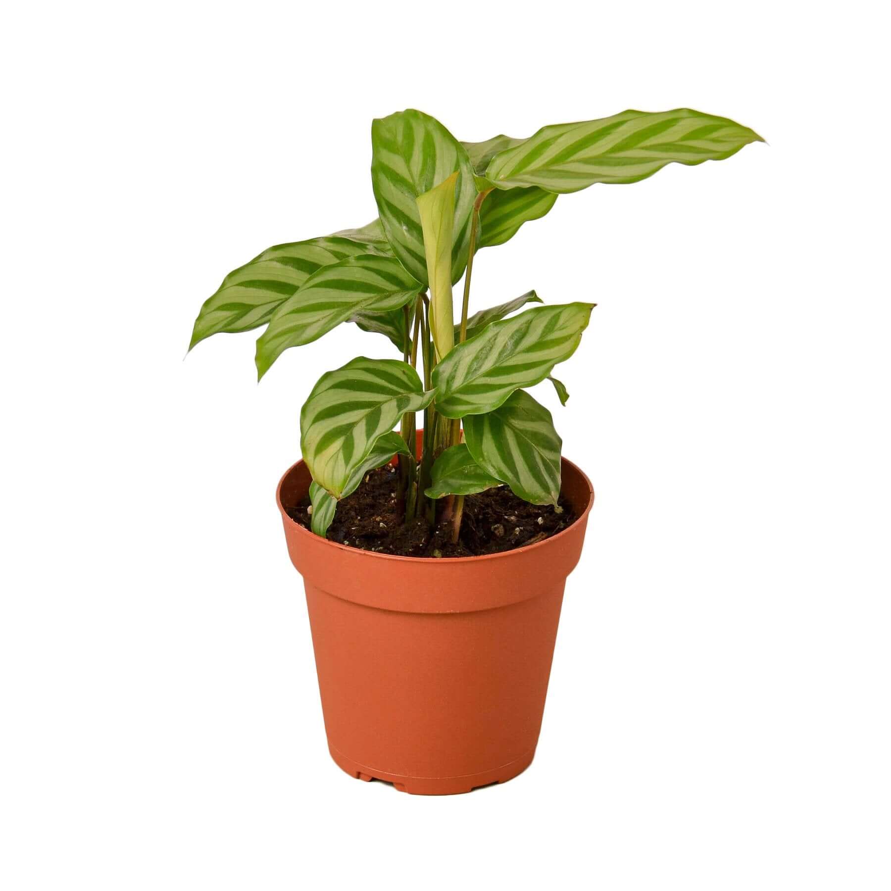 Calathea Concinna - Freddie | Modern house plants that clean the air
