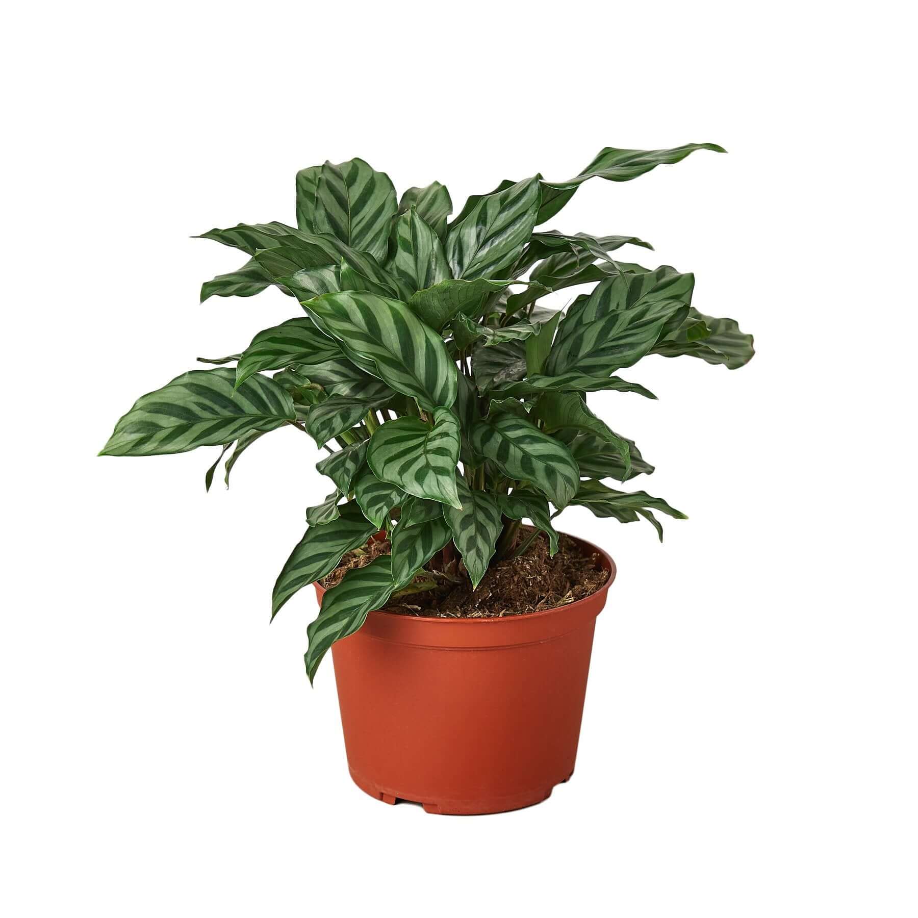 Calathea Concinna - Freddie | Modern house plants that clean the air