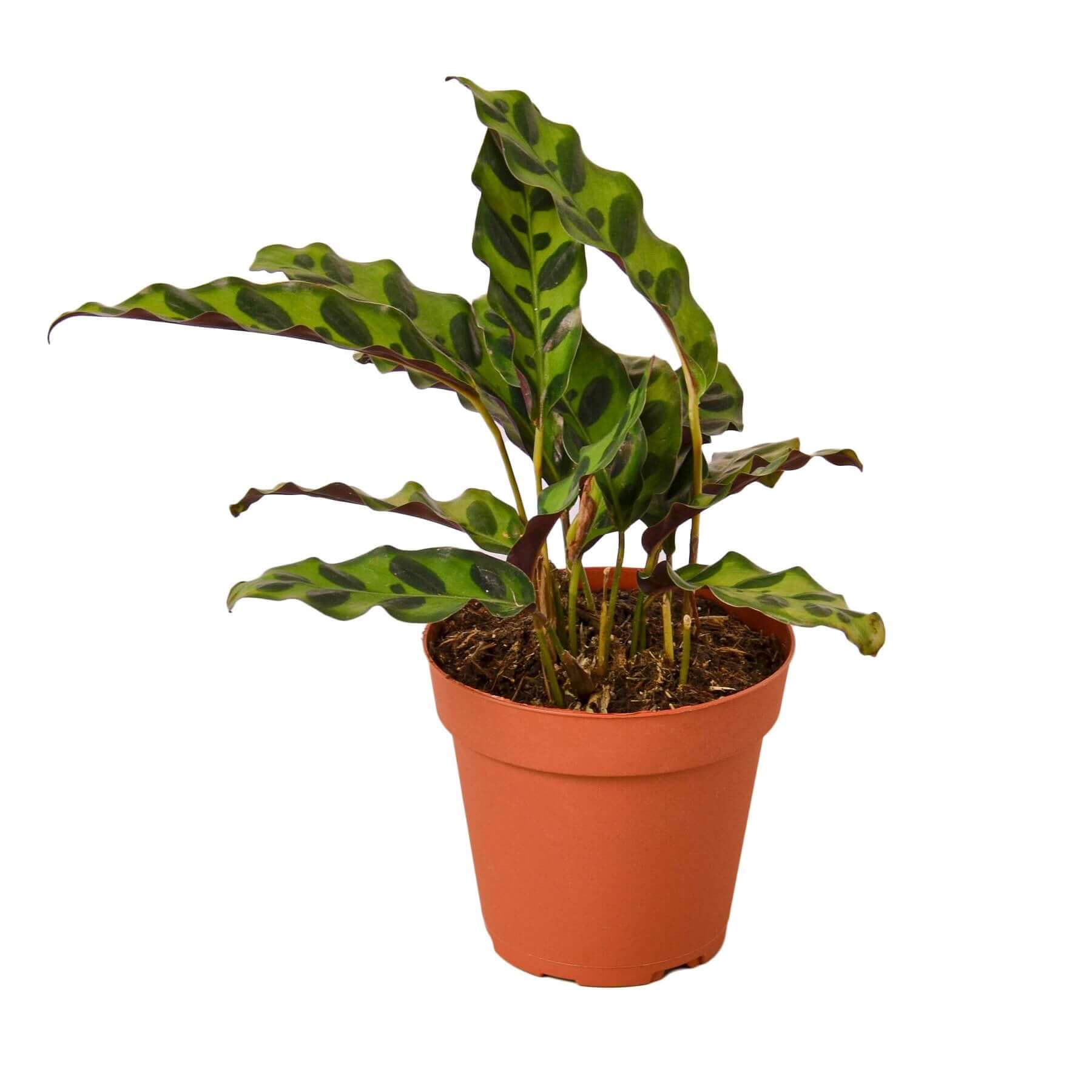 Calathea Lancifolia - Rattlesnake | Modern house plants that clean the air