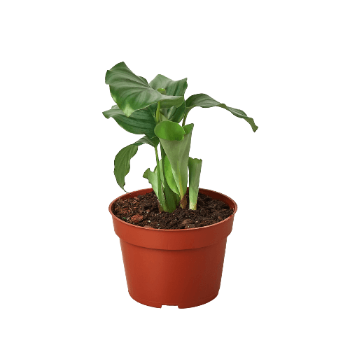 Calathea - Orbifolia | Modern house plants that clean the air
